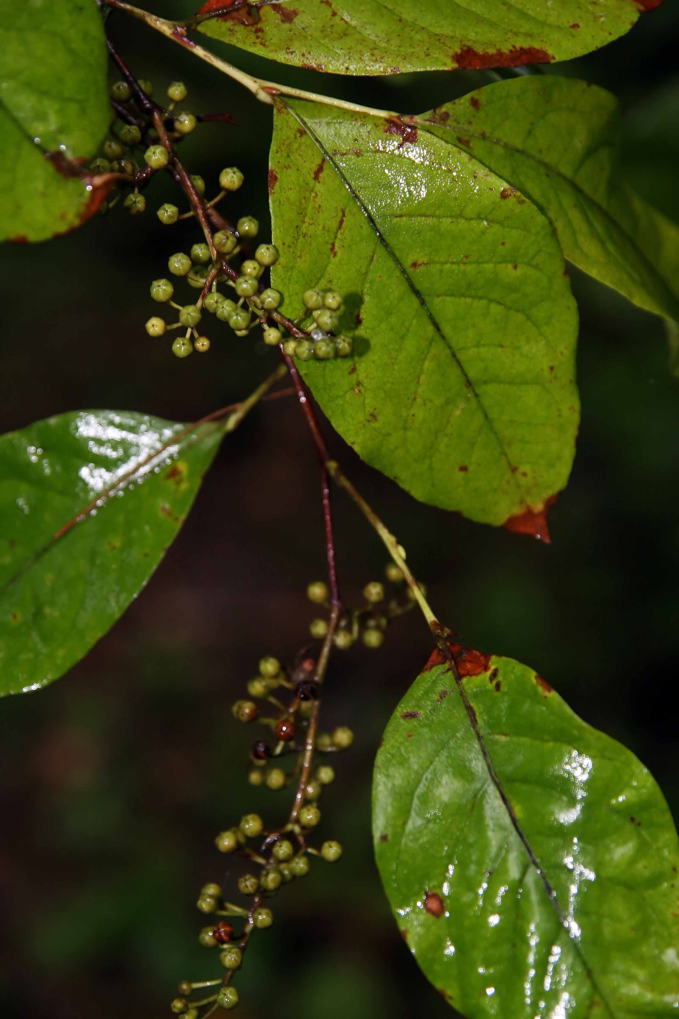 Maleberry (Lyonia ligustrina) showing flower clusters and foliage