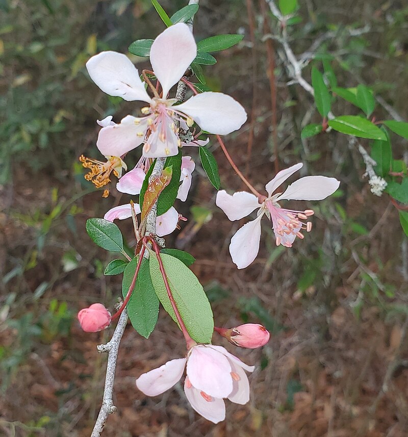Southern Crabapple (Malus angustifolia) - PlantNative.org Southern Crabapple (Malus angustifolia) with pink and white flowers in bloom