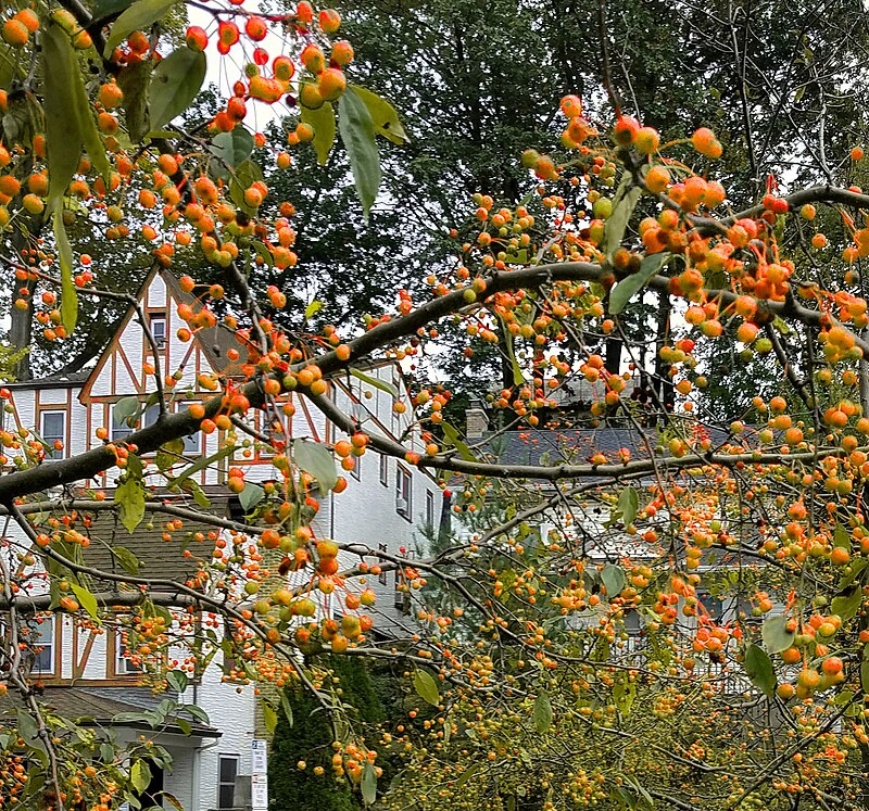 Southern Crabapple (Malus angustifolia) - PlantNative.org Southern Crabapple (Malus angustifolia) in autumn with small yellow-green crabapples on the branches