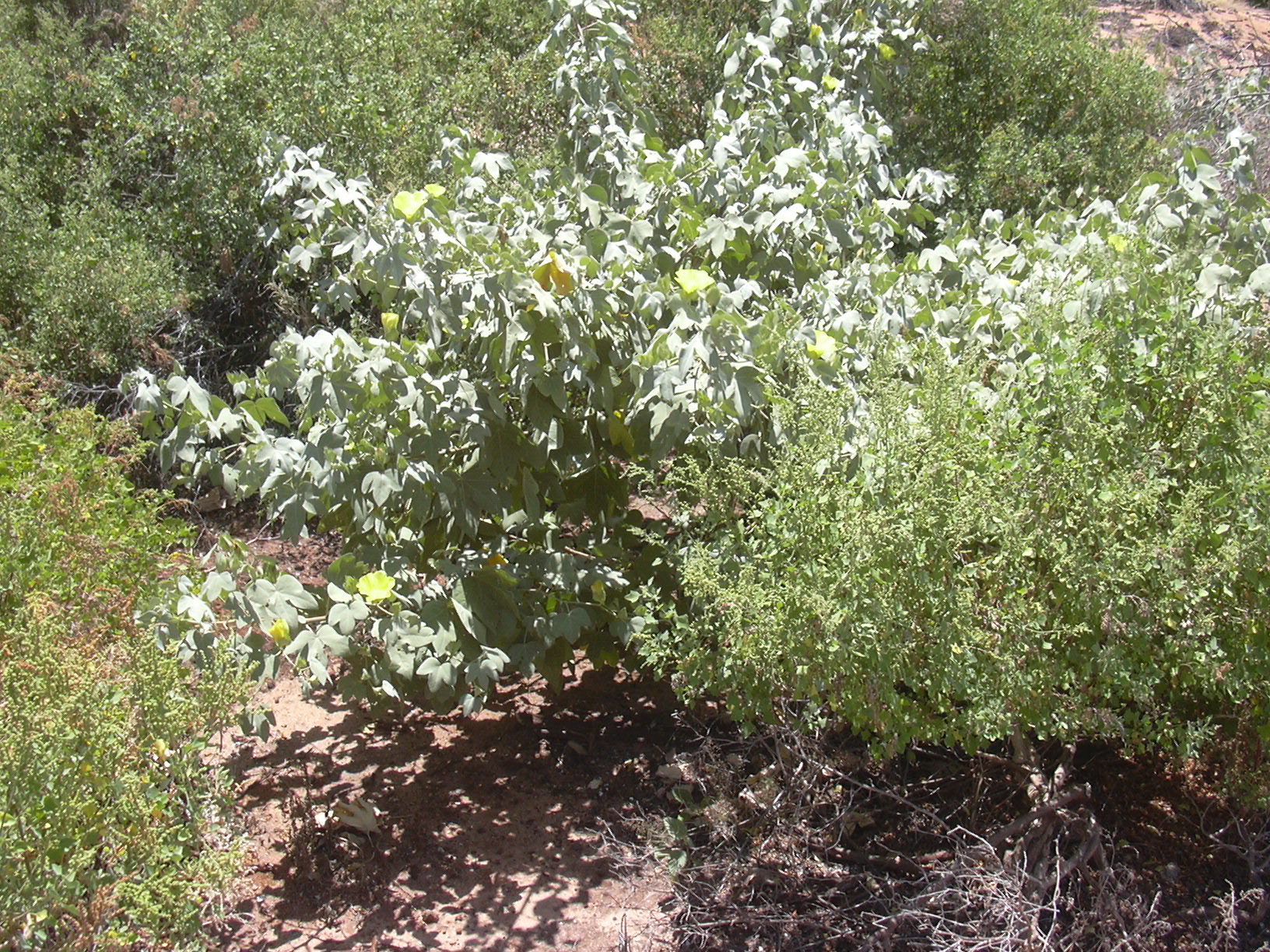 Ma'o (Gossypium tomentosum) shrub at Kanaha Beach, Maui — showing silvery-green foliage at coastal habitat