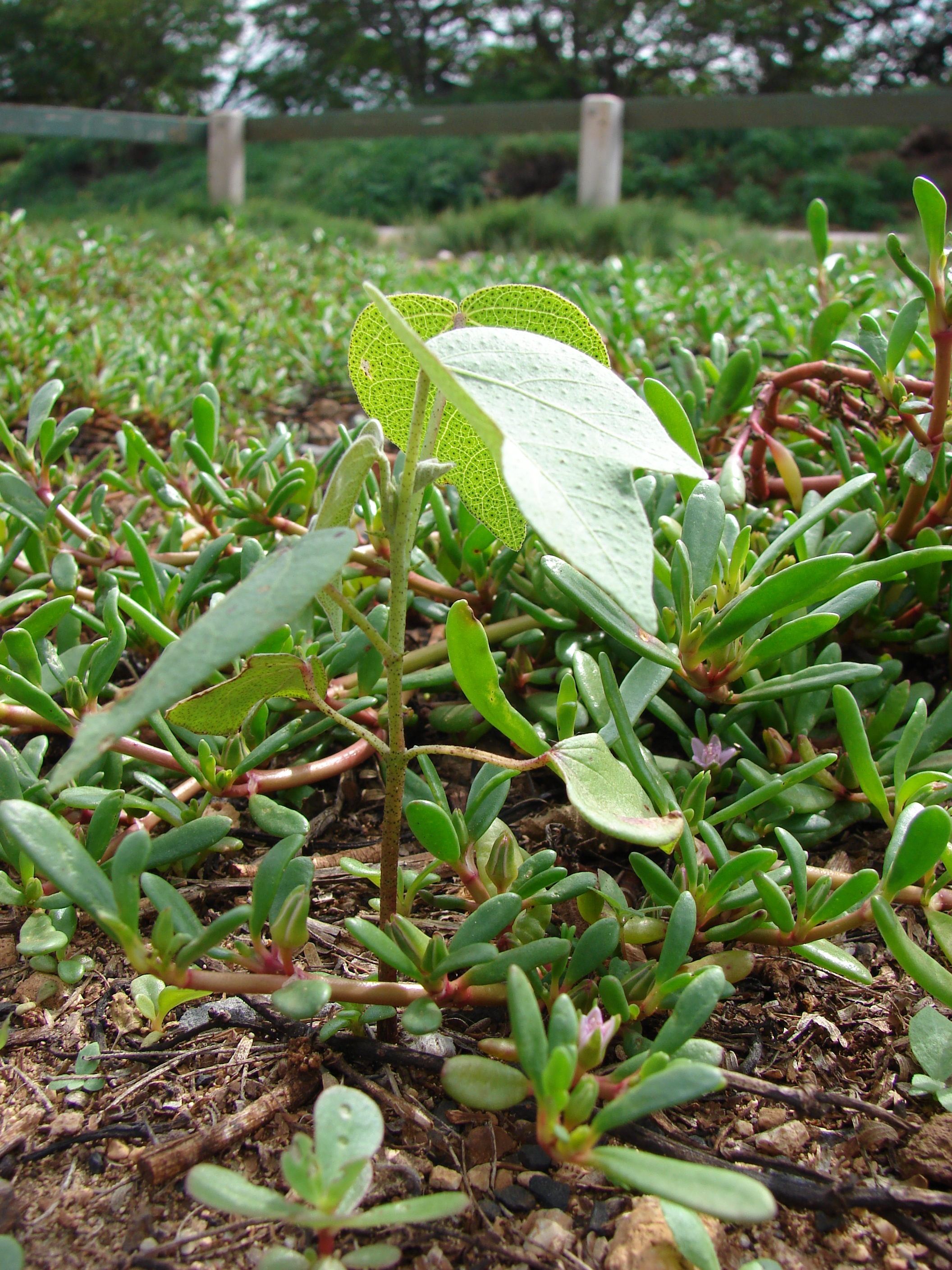 Ma'o (Gossypium tomentosum) plant showing silvery-green foliage characteristic of Hawaiian Cotton