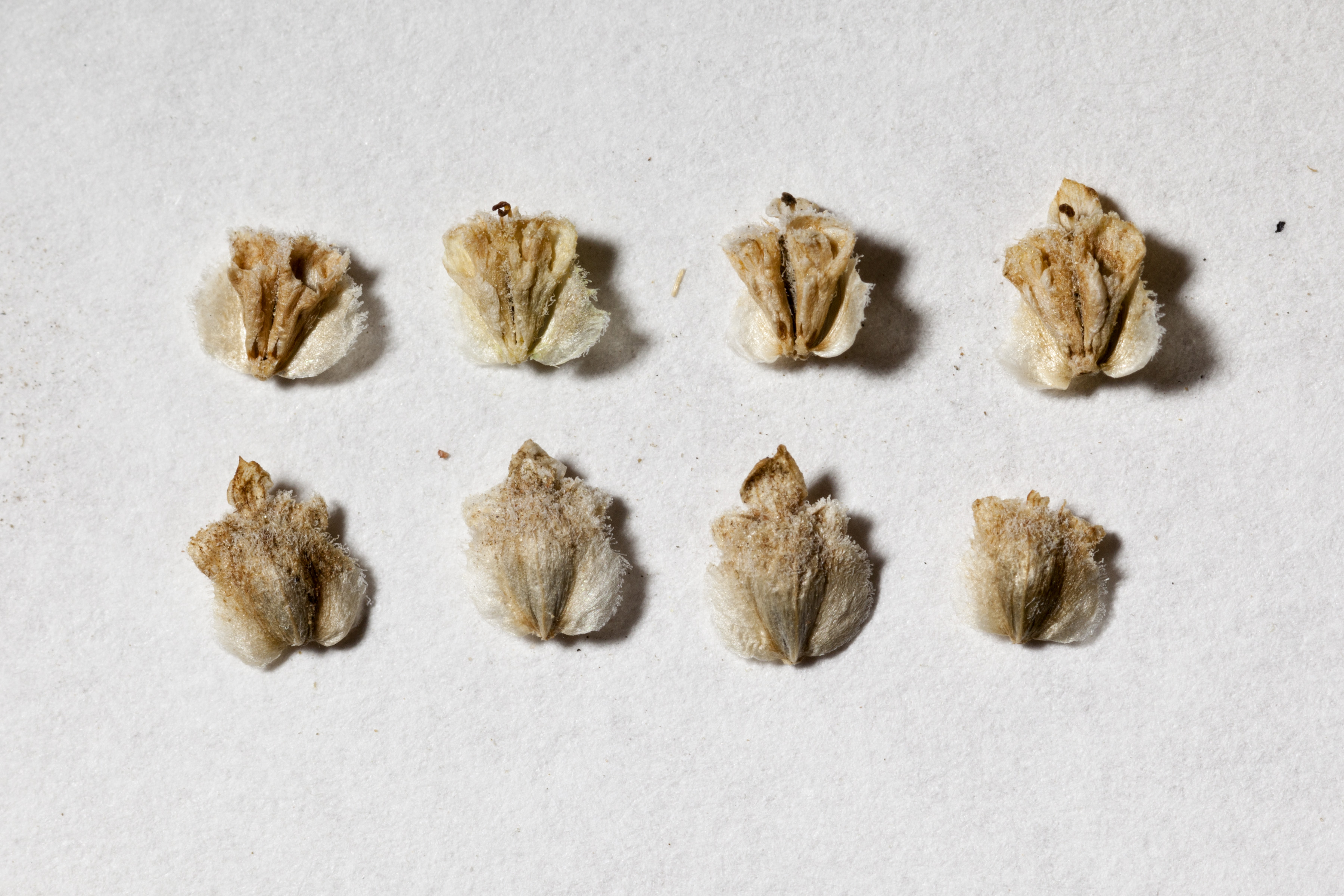 Mariola (Parthenium incanum) - PlantNative.org Mariola (Parthenium incanum) shrub growing on the Jornada del Muerto Plain, New Mexico, showing silvery-white foliage and small white flower heads