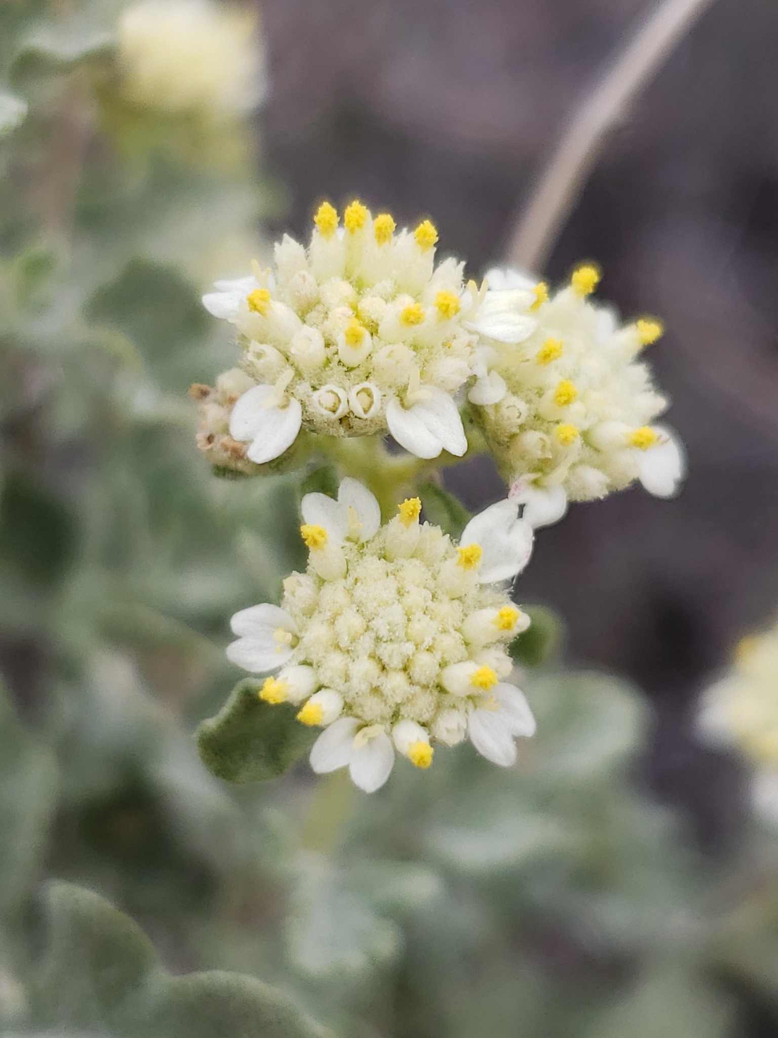 Mariola (Parthenium incanum) - PlantNative.org Mariola (Parthenium incanum) white flower clusters in close-up, showing the small daisy-like flower heads