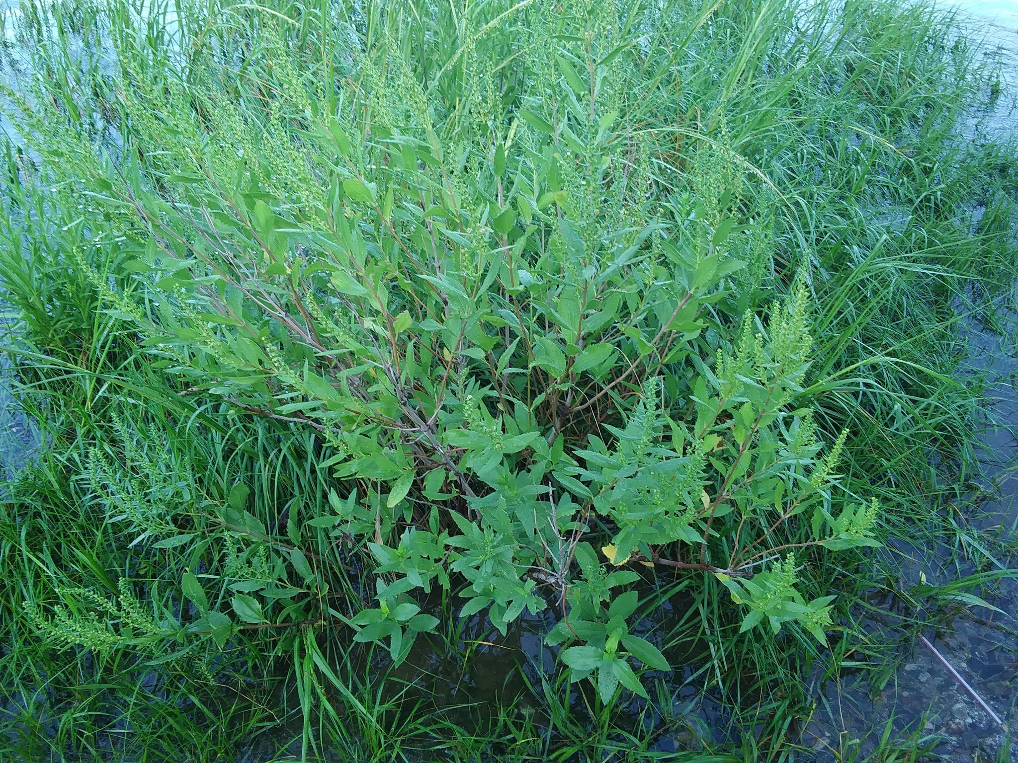 Marsh Elder (Iva frutescens) dense shrub growing in salt marsh habitat