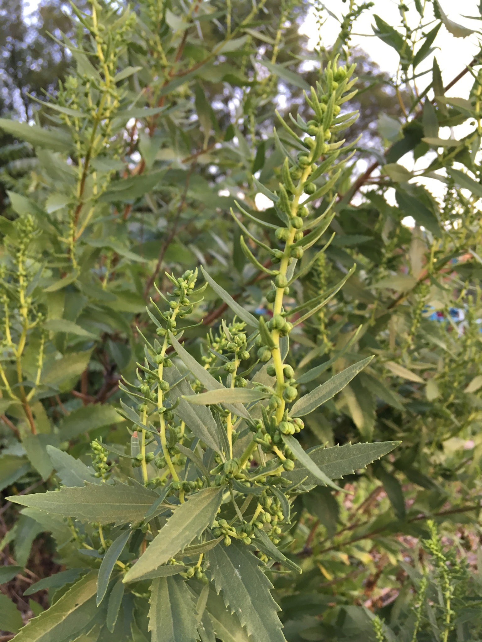 Marsh Elder (Iva frutescens) showing characteristic opposite leaves and dense shrubby form