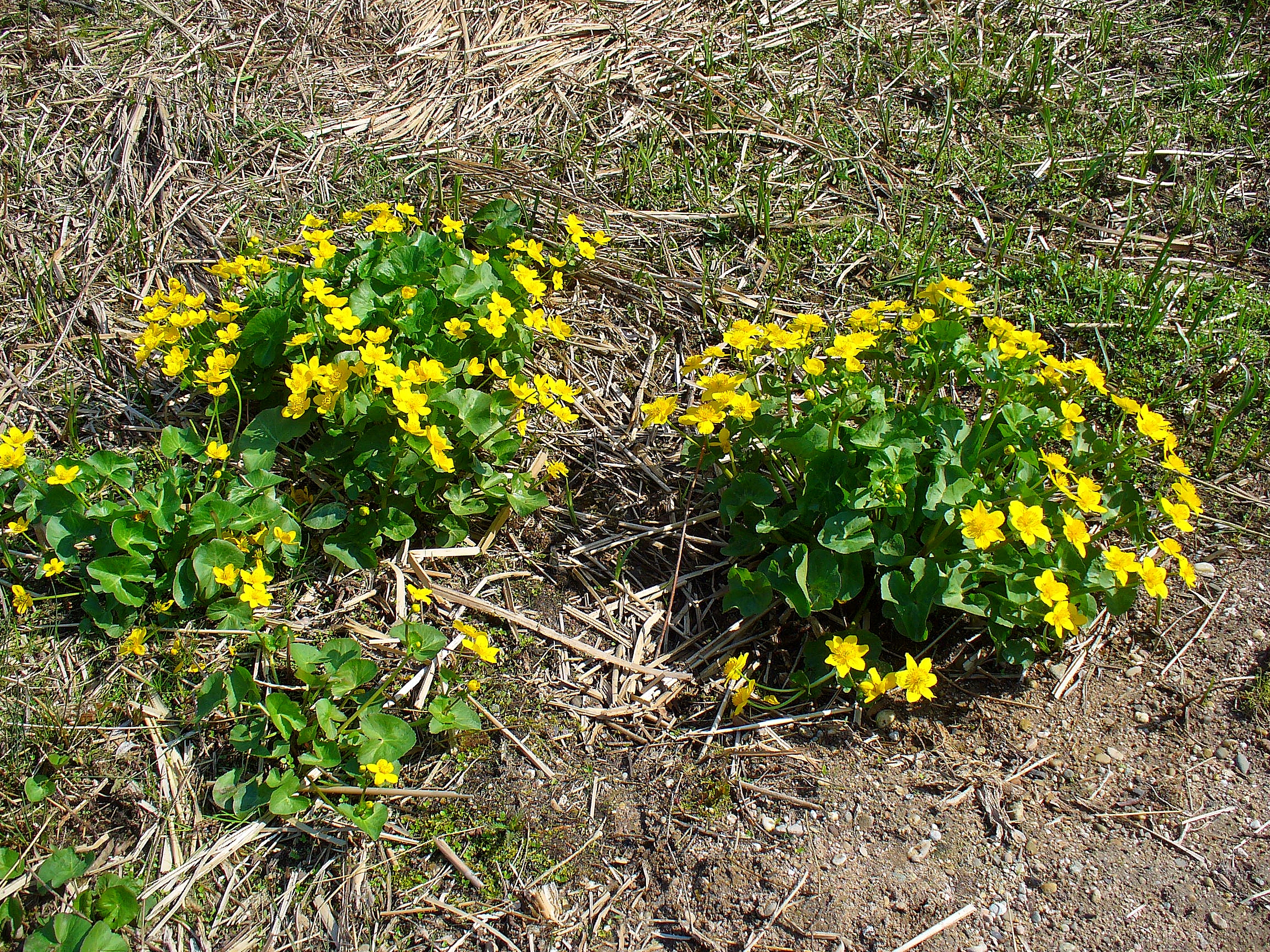 Marsh Marigold (Caltha palustris) - PlantNative.org
