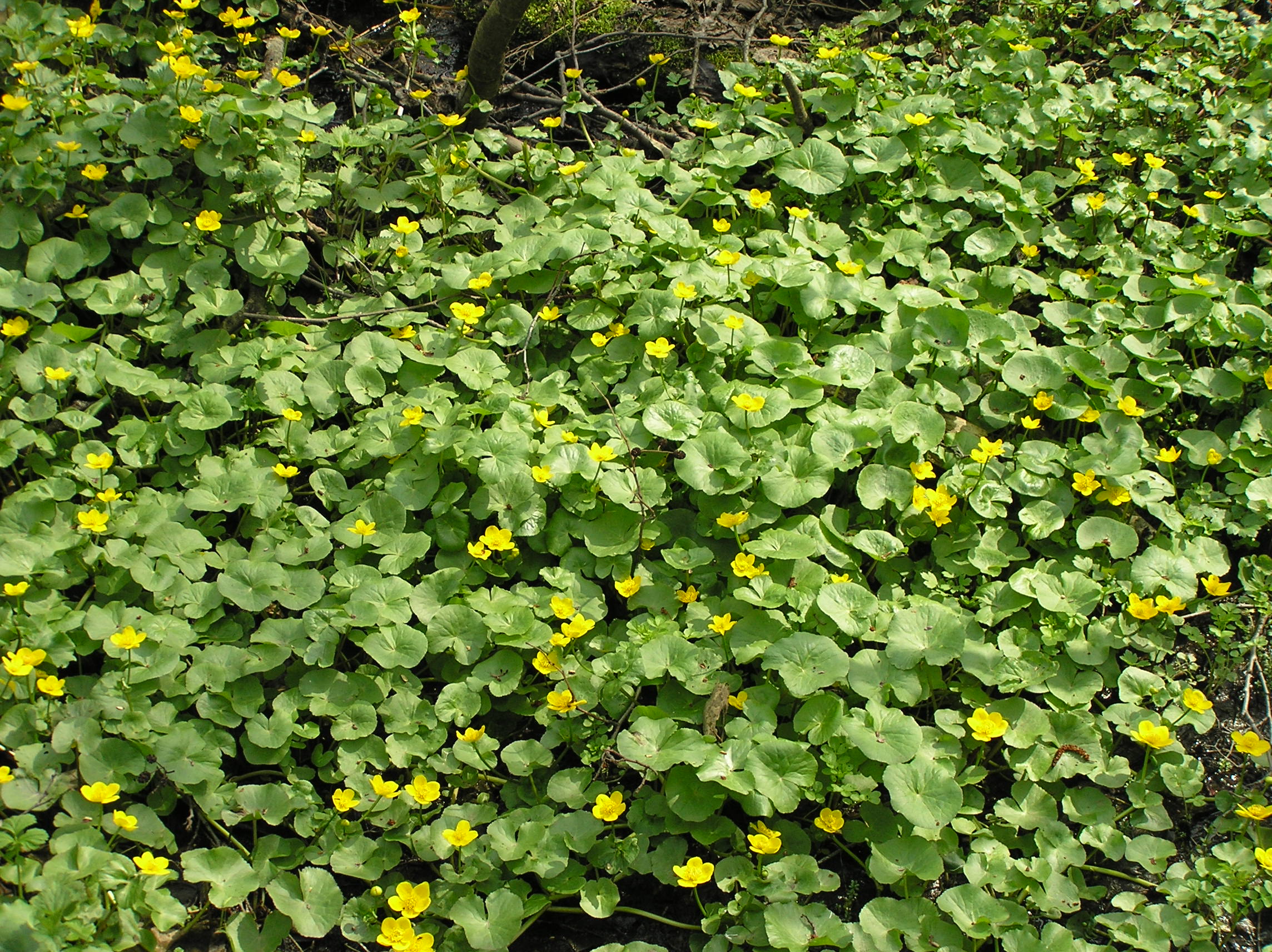 Marsh Marigold (Caltha palustris) growing in its natural wetland habitat with multiple flower clusters visible