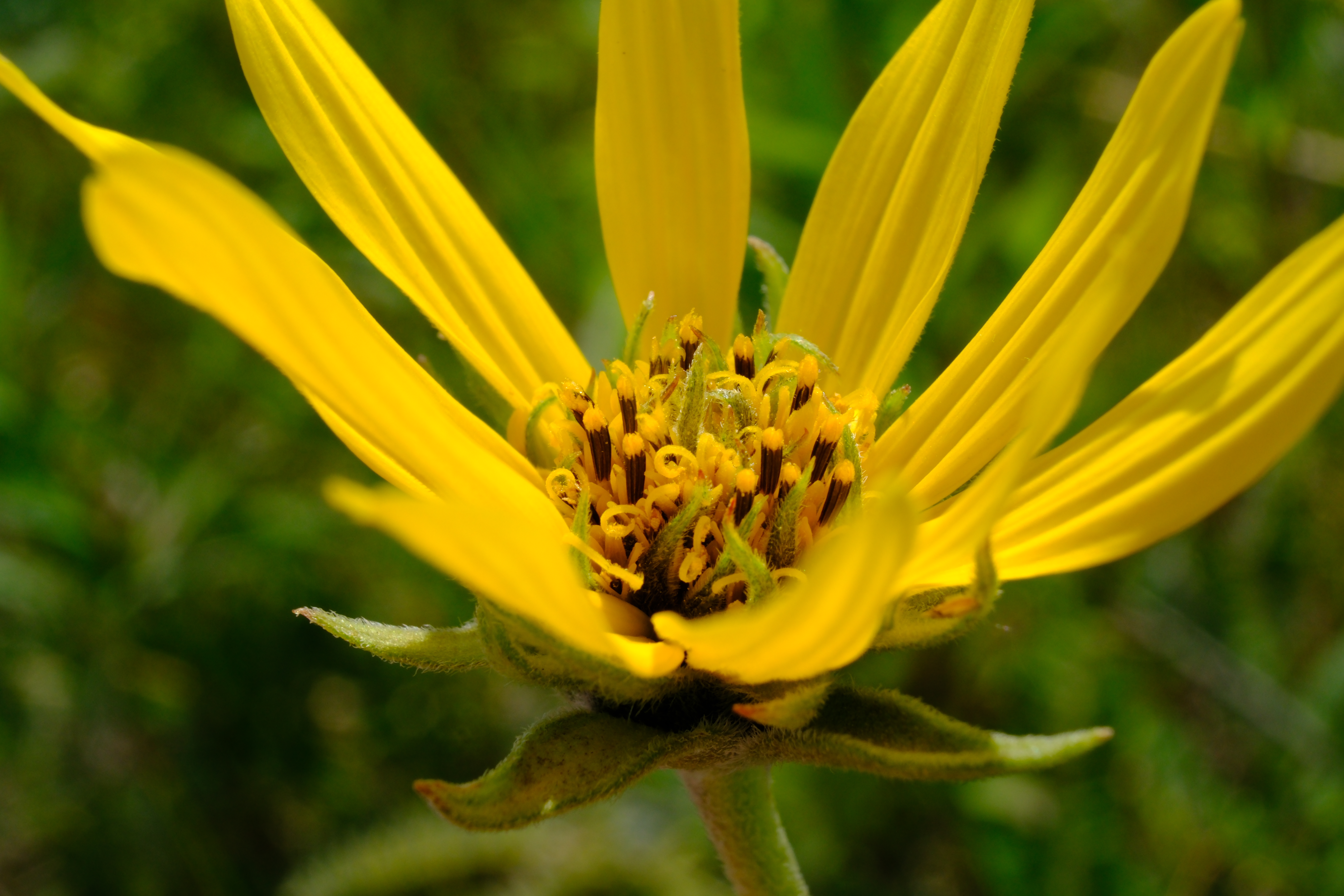 Maximilian Sunflower (Helianthus maximiliani) tall golden blooms in late summer prairie