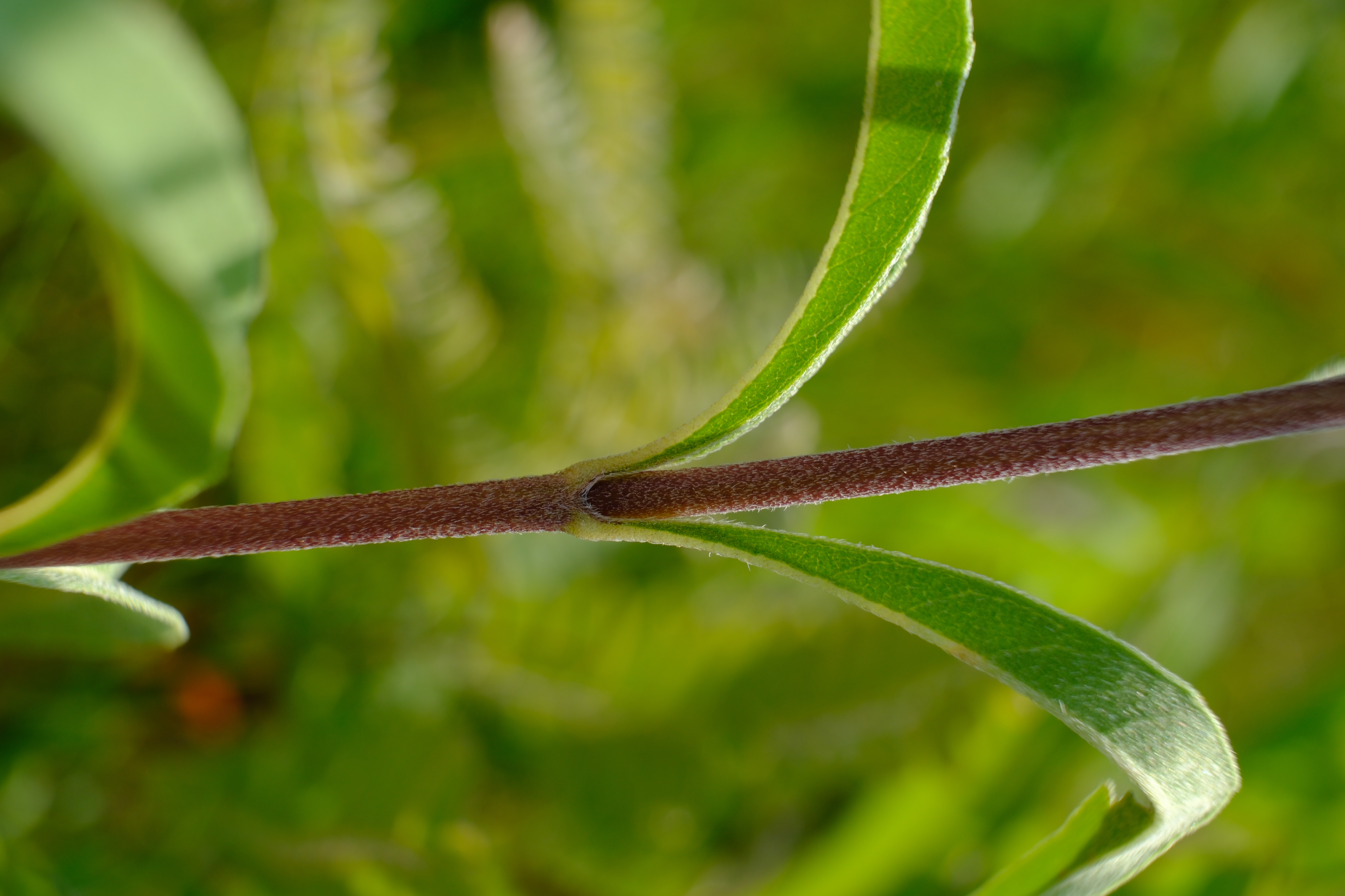 Maximilian Sunflower (Helianthus maximiliani) colony in full late summer bloom