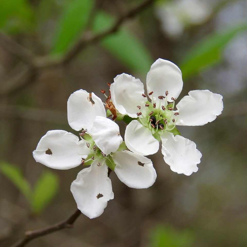 Mayhaw (Crataegus opaca) - PlantNative.org Mayhaw (Crataegus opaca) showing clusters of white flowers on thorny branches in early spring