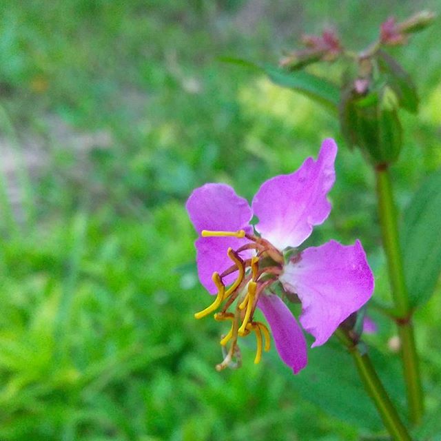 Meadow Beauty (Rhexia virginica) showing bright pink four-petaled flowers with striking yellow anthers