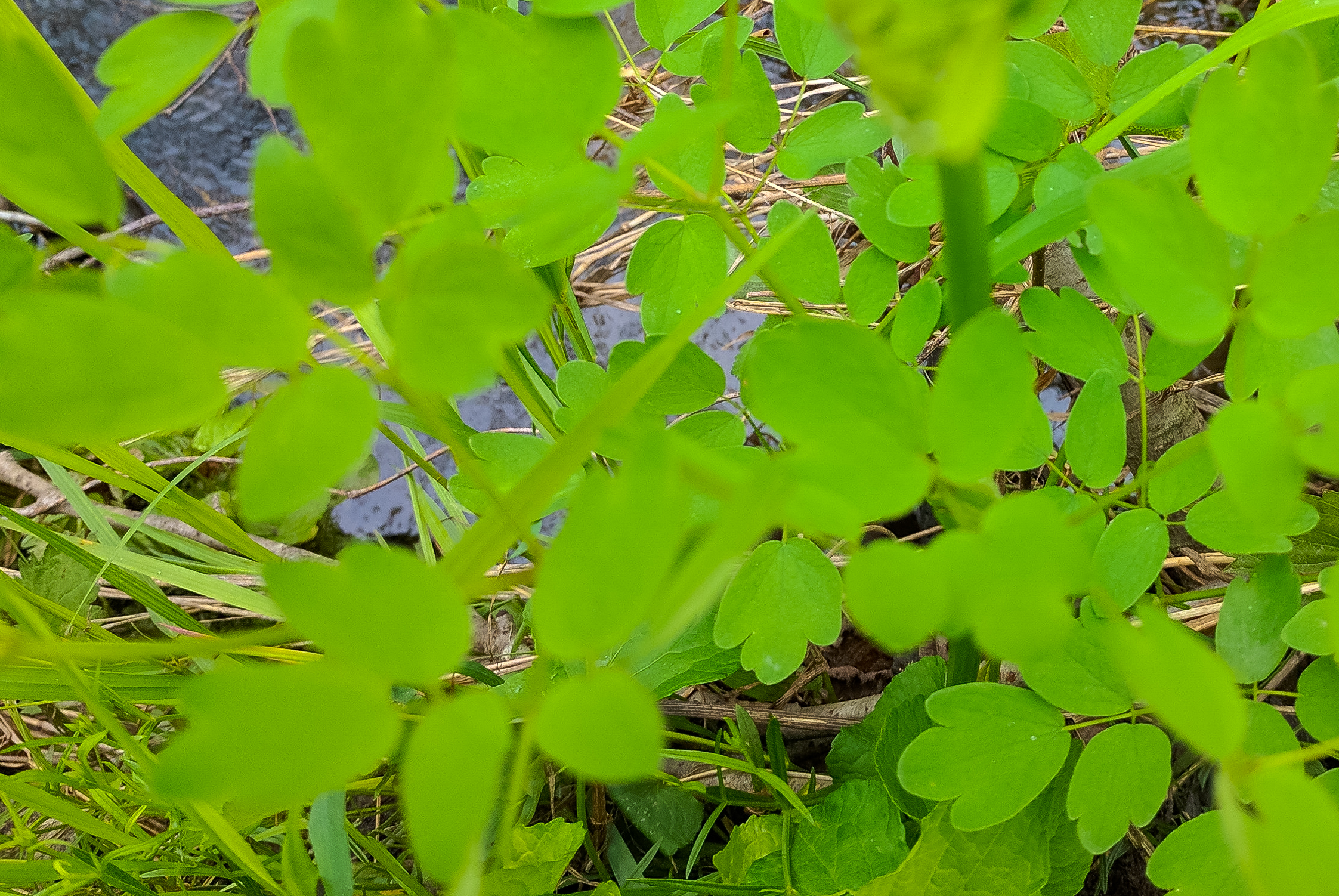 Tall Meadow Rue (Thalictrum dasycarpum) - PlantNative.org Tall Meadow Rue (Thalictrum dasycarpum) showing branched sprays of tiny purplish-white flowers in natural meadow setting