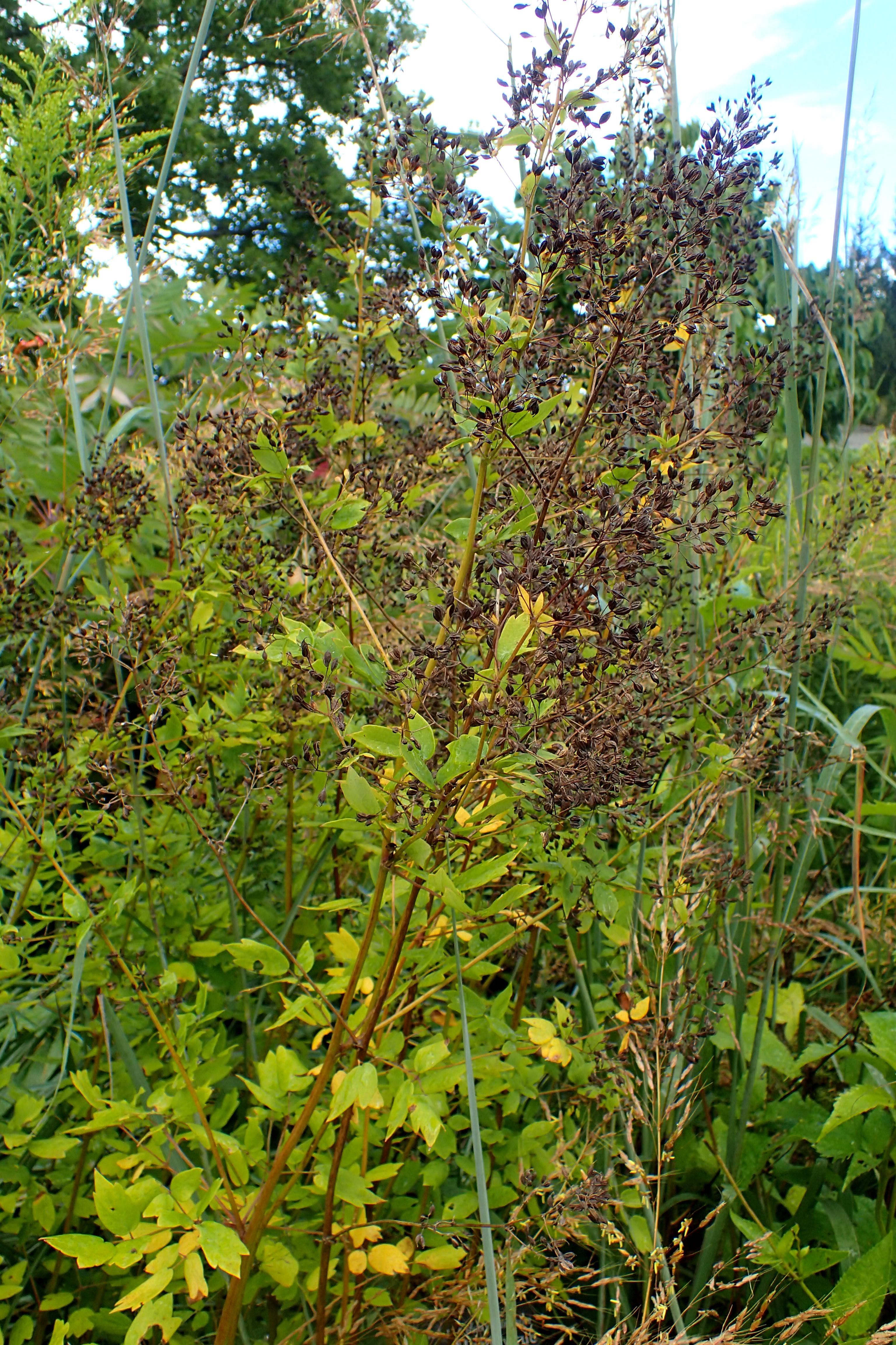 Tall Meadow Rue (Thalictrum dasycarpum) - PlantNative.org Tall Meadow Rue (Thalictrum dasycarpum) showing full plant structure with characteristic compound leaves and tall stems