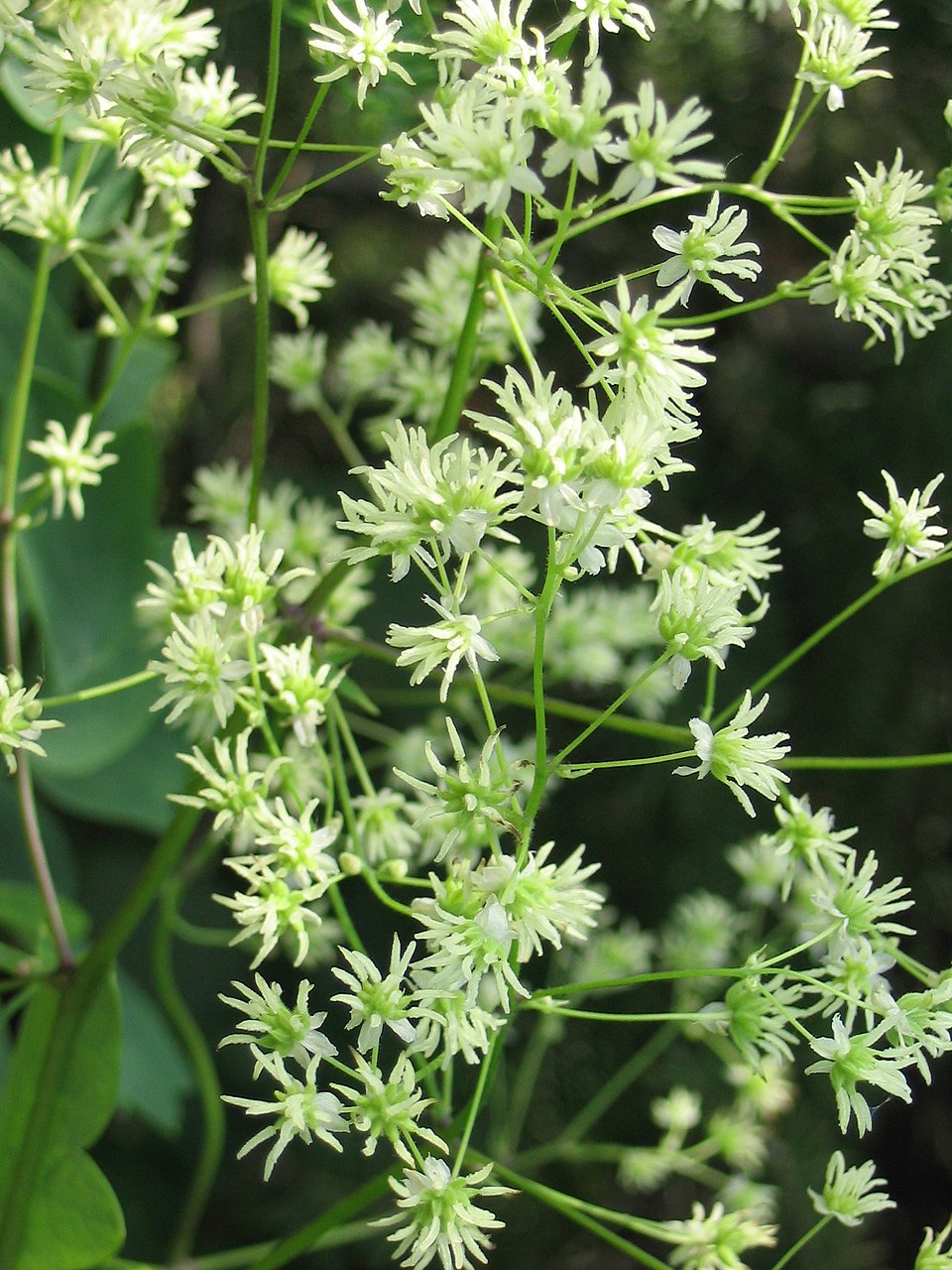 Tall Meadow Rue (Thalictrum dasycarpum) - PlantNative.org Tall Meadow Rue (Thalictrum dasycarpum) growing in its natural prairie habitat showing full mature height