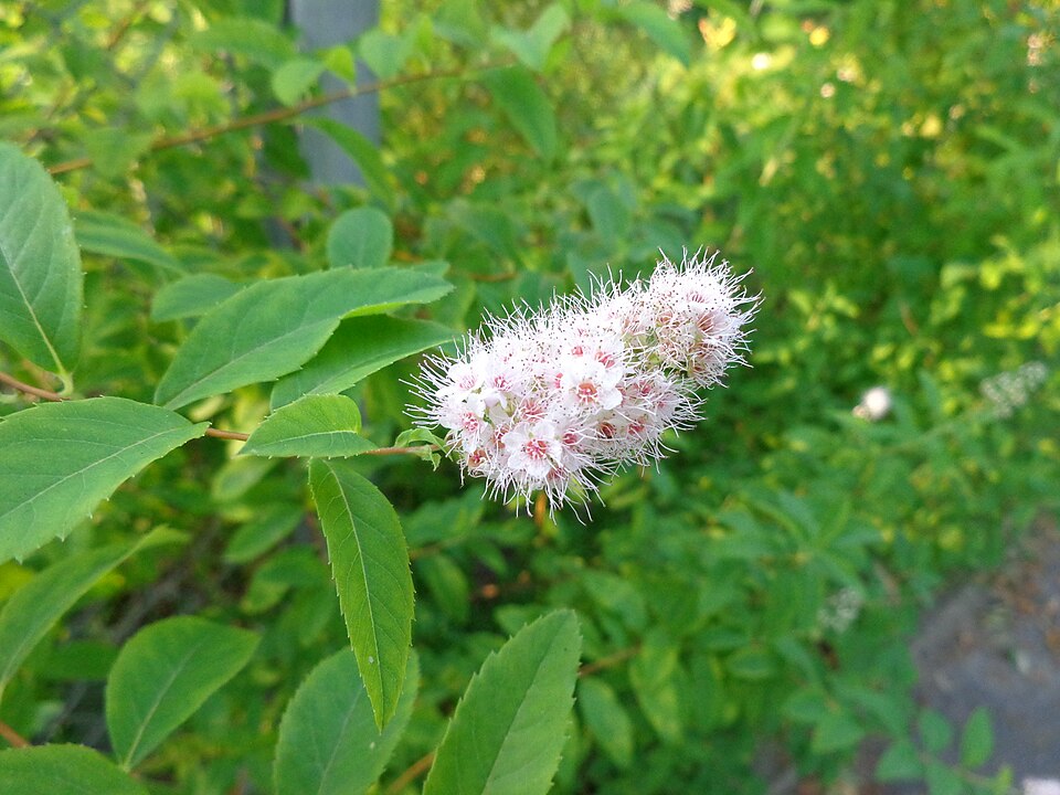 Meadowsweet (Spiraea alba) - PlantNative.org Close-up of Meadowsweet (Spiraea alba) flower clusters showing individual white flowers and stamens