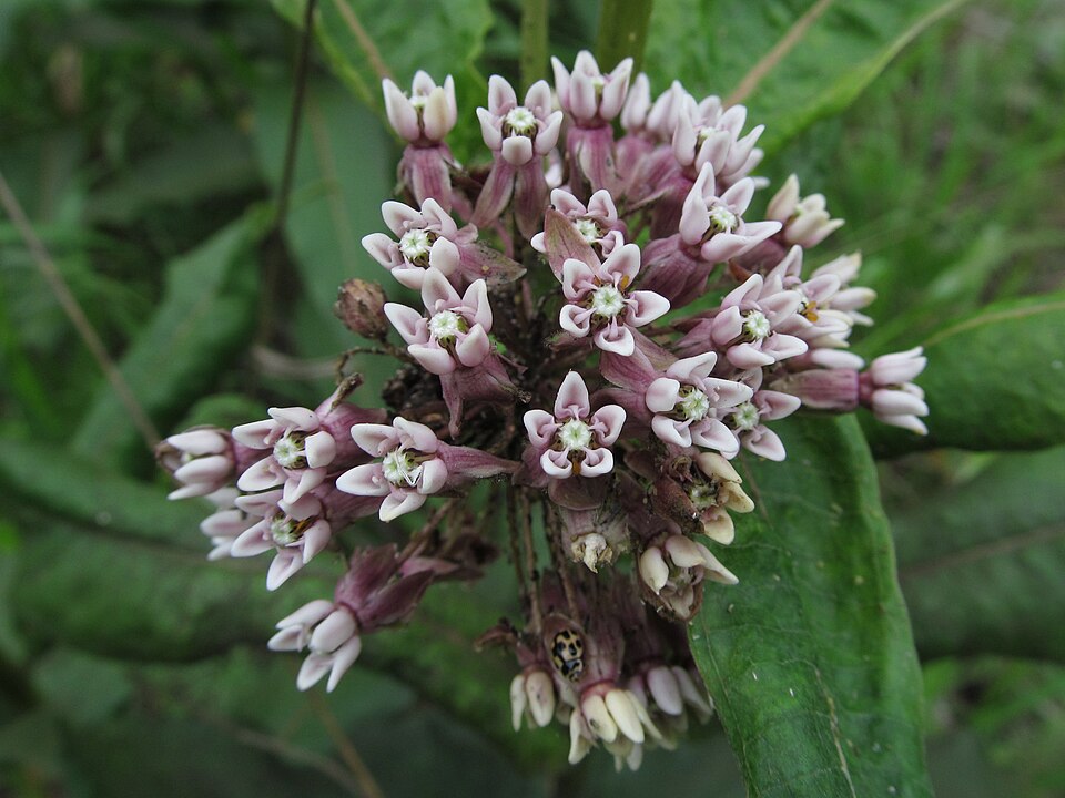 Common Milkweed (Asclepias syriaca) showing pink-purple fragrant flower clusters in bloom