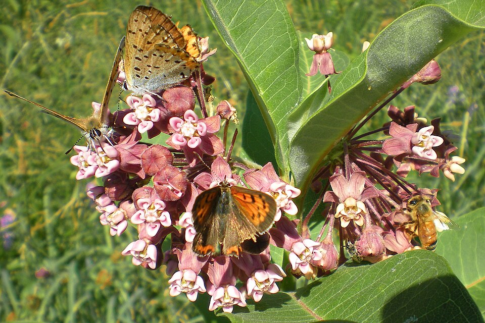 Monarch and other butterflies nectaring on Common Milkweed (Asclepias syriaca) flowers in Massachusetts meadow