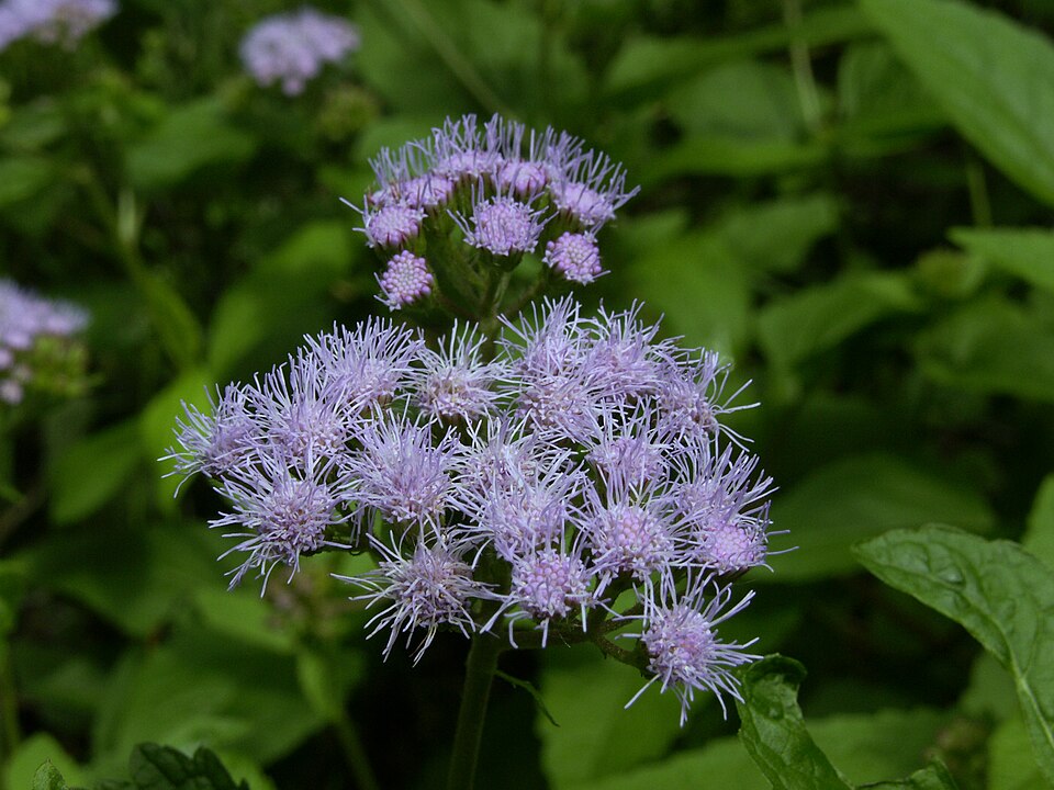 Mist Flower (Conoclinium coelestinum) showing dense clusters of powder-blue flowers in late summer bloom