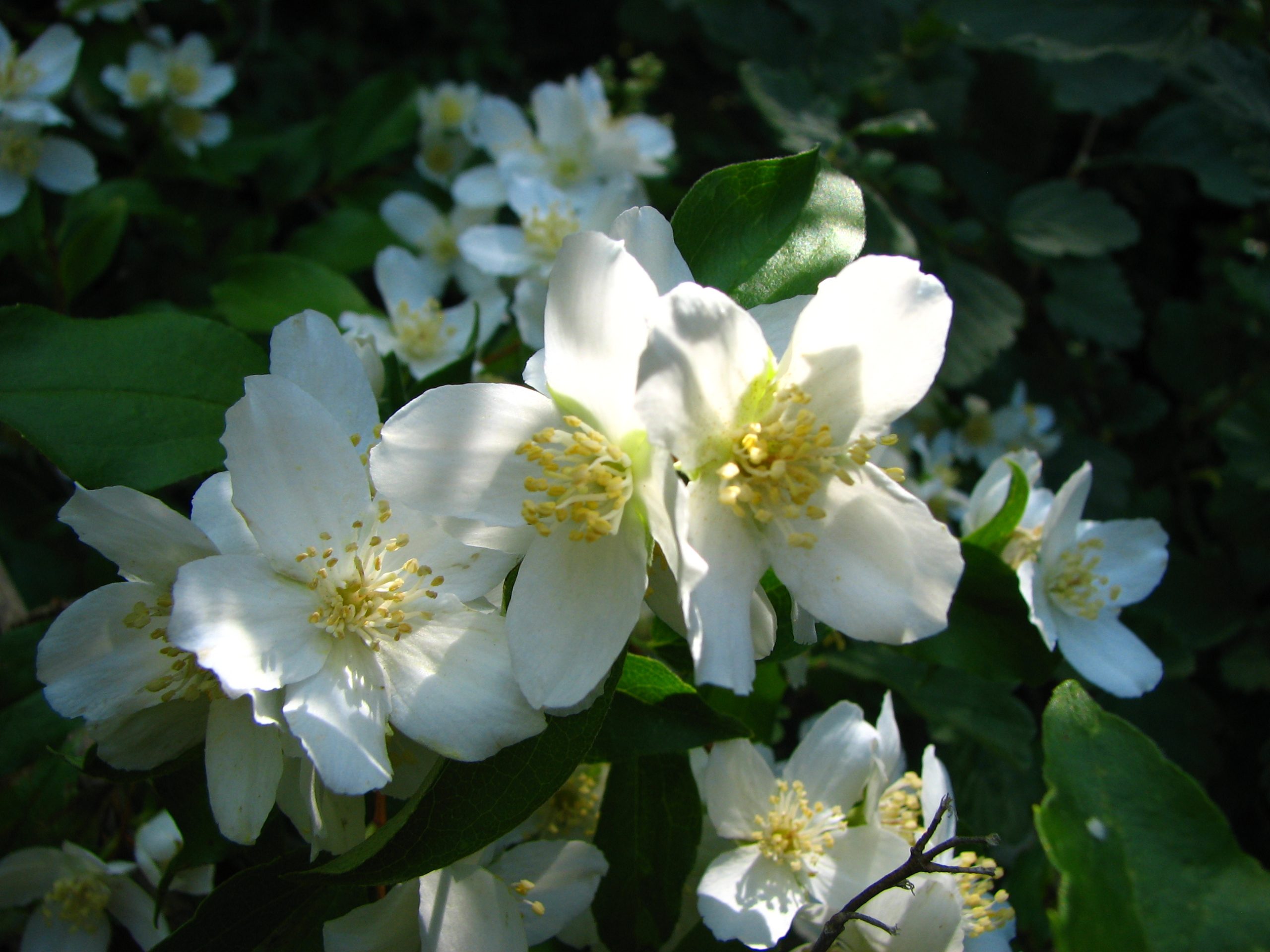 Mockorange, Syringa (Philadelphus lewisii)