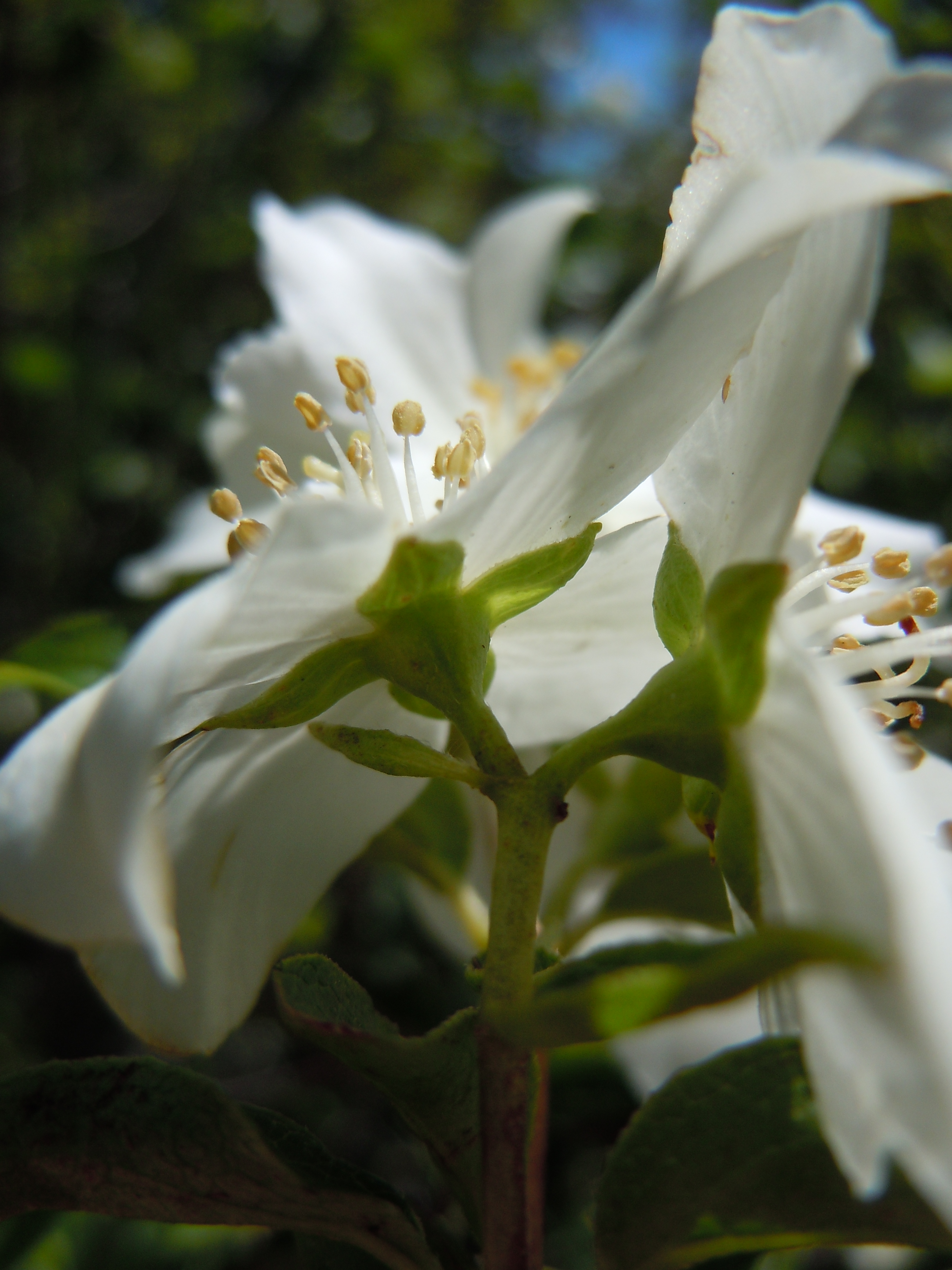 Close-up of Lewis' Mock-orange four-petaled white flowers with prominent yellow stamens and sweet orange blossom fragrance
