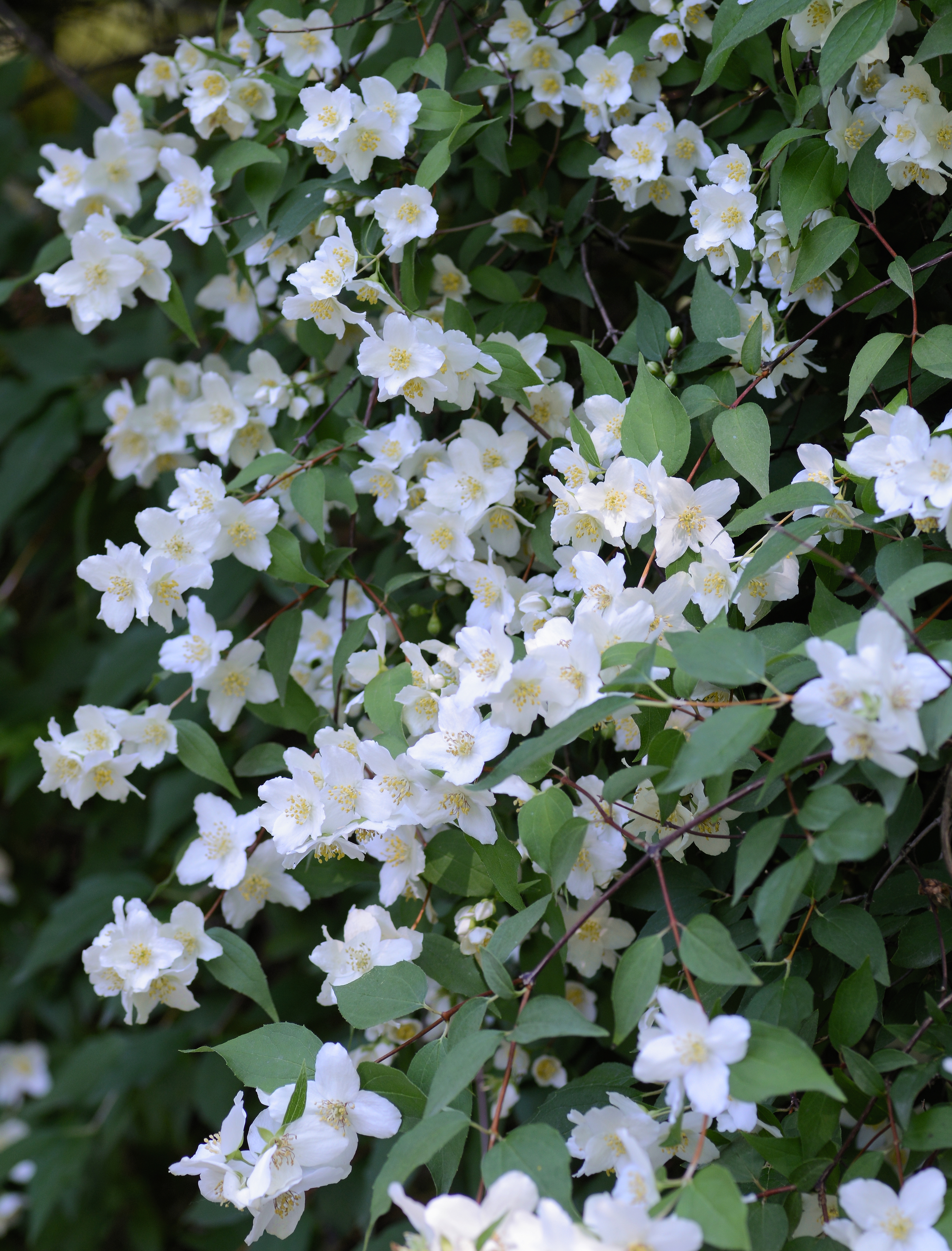 Lewis' Mock-orange growing in a botanical garden setting showing the full flowering shrub with abundant white blooms