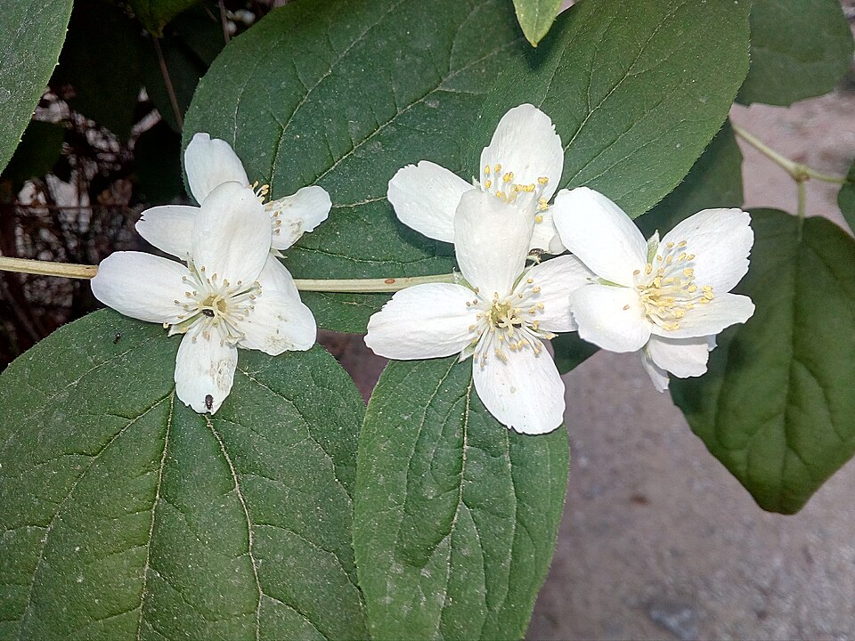 Mockorange, Syringa (Philadelphus lewisii) - PlantNative.org Philadelphus lewisii plant detail