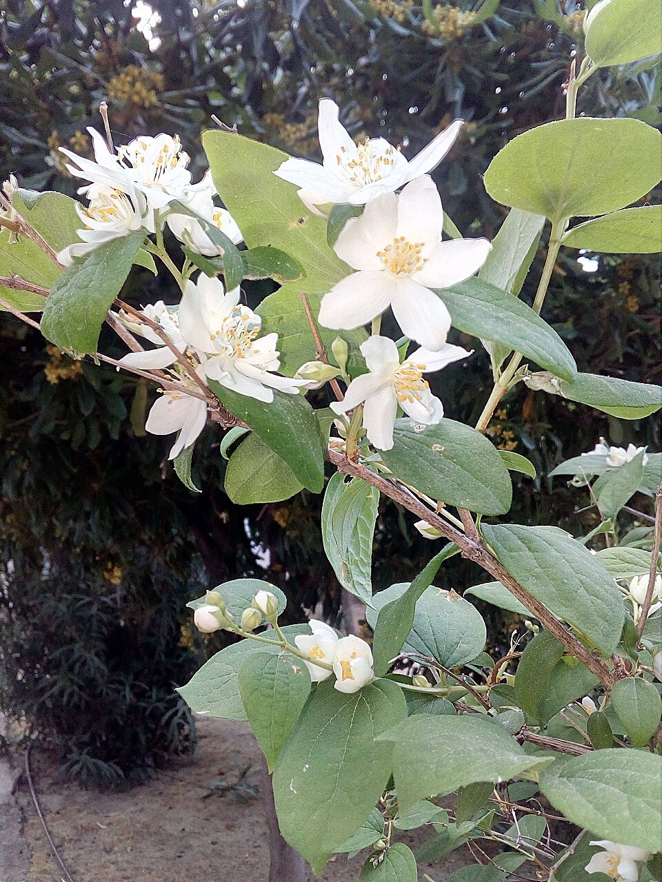 Mockorange, Syringa (Philadelphus lewisii) - PlantNative.org Philadelphus lewisii habitat