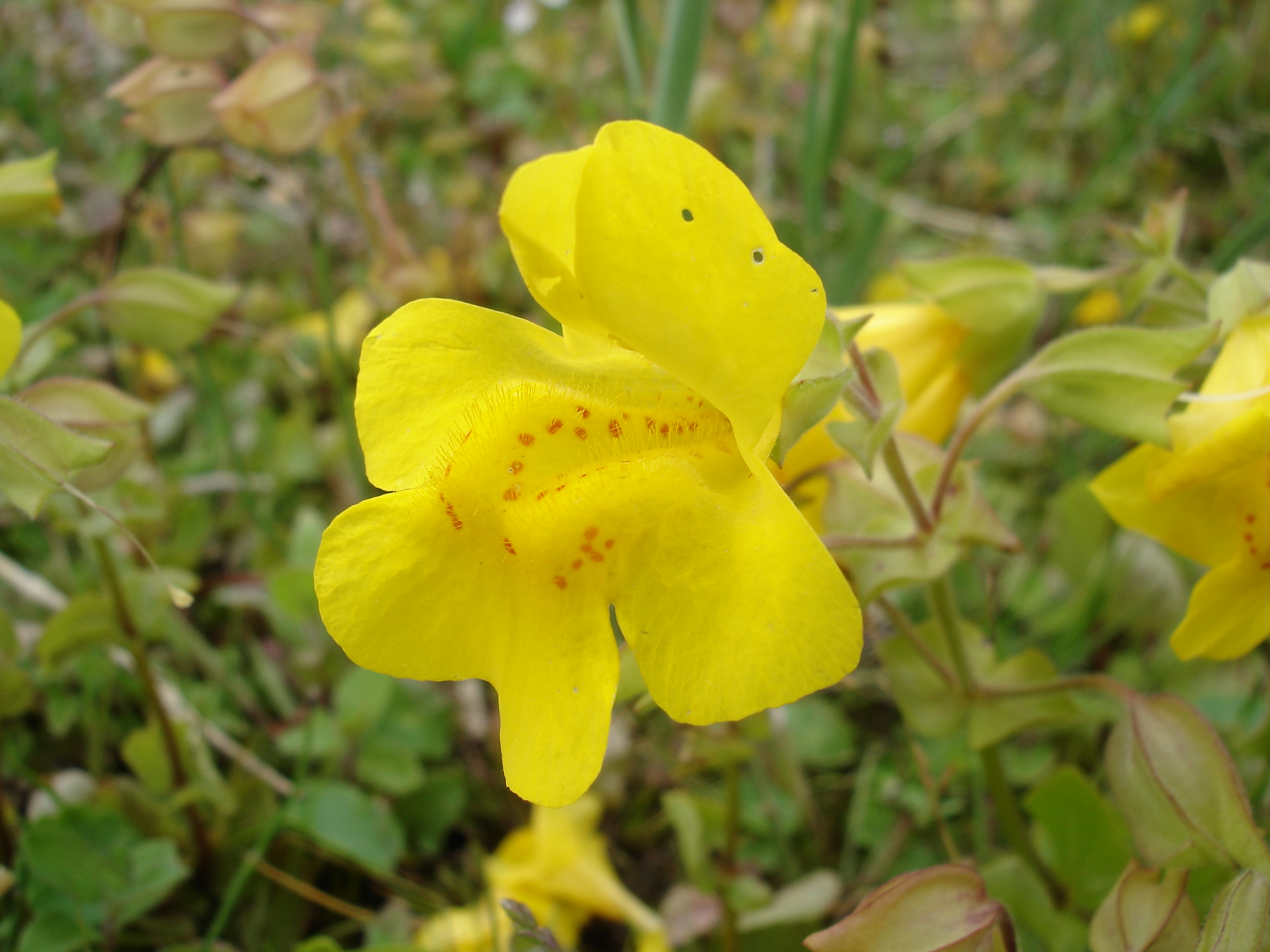 Monkeyflower (Mimulus guttatus) - PlantNative.org Monkeyflower (Mimulus guttatus) bright yellow flowers with red-spotted throat along a stream