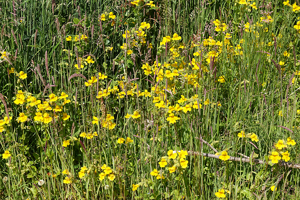 Monkeyflower (Mimulus guttatus) - PlantNative.org Monkeyflower (Mimulus guttatus) growing alongside a rocky stream in summer