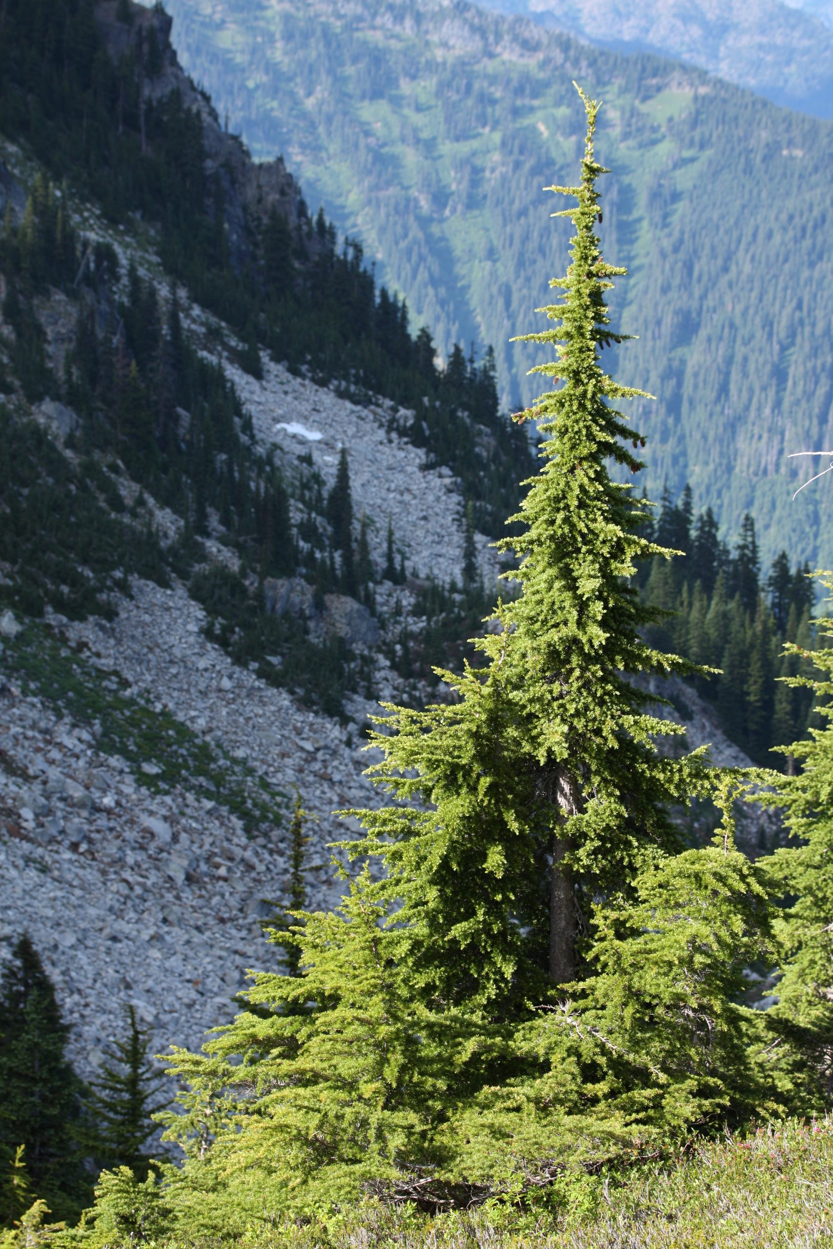Mountain Hemlock (Tsuga mertensiana)