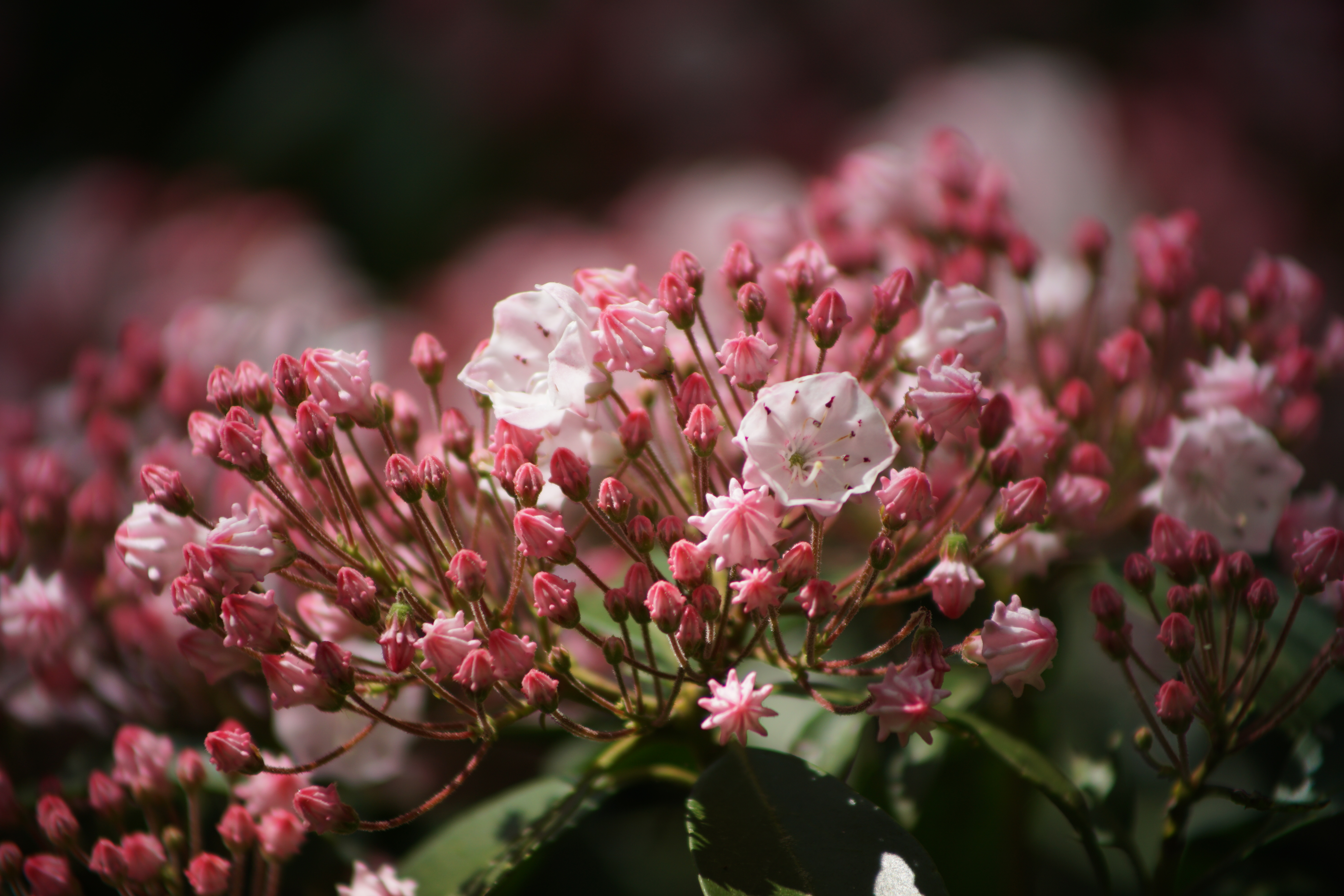 Mountain Laurel (Kalmia latifolia) close-up showing detailed white flowers with pink markings and dark green evergreen leaves