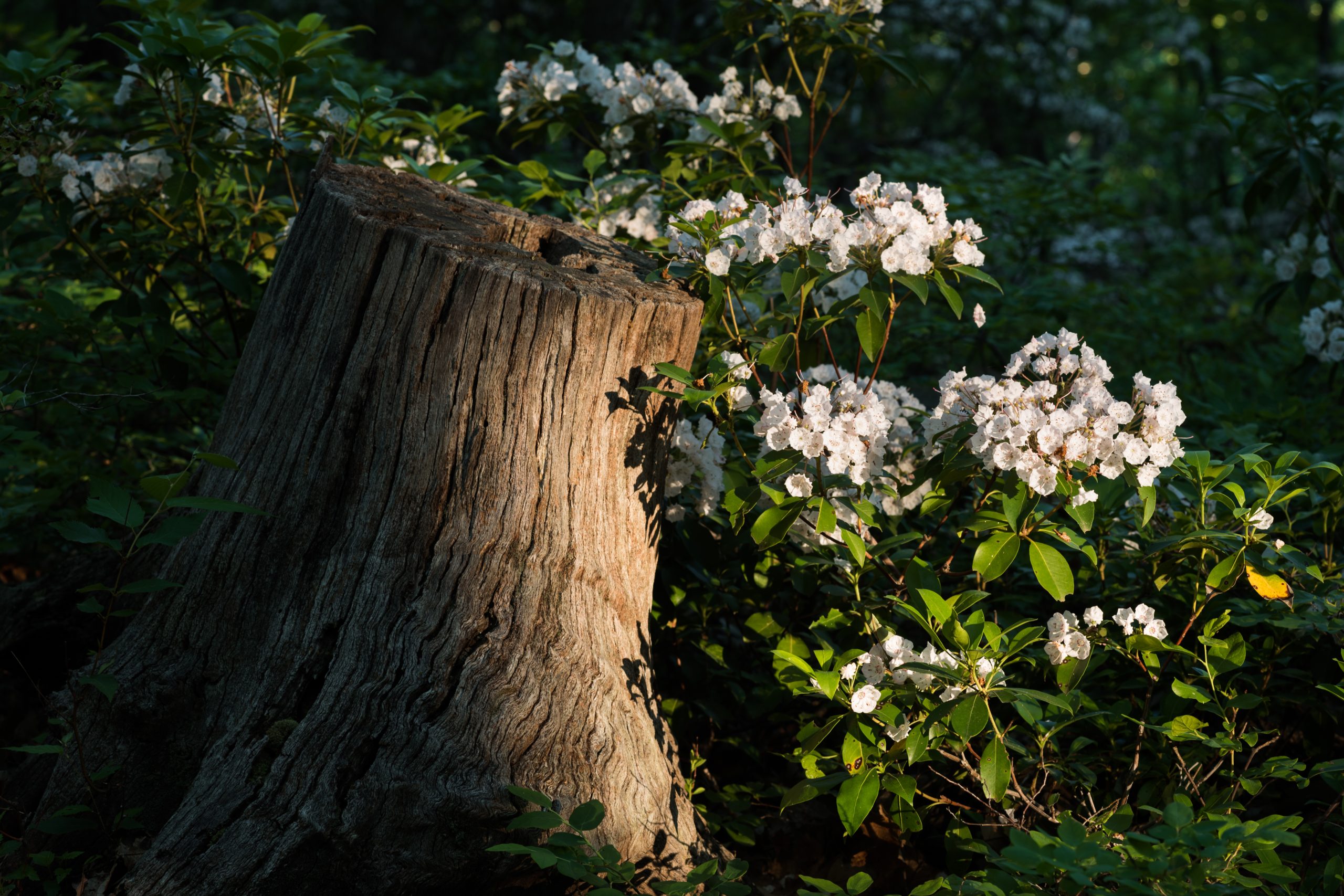 Mountain Laurel (Kalmia latifolia)