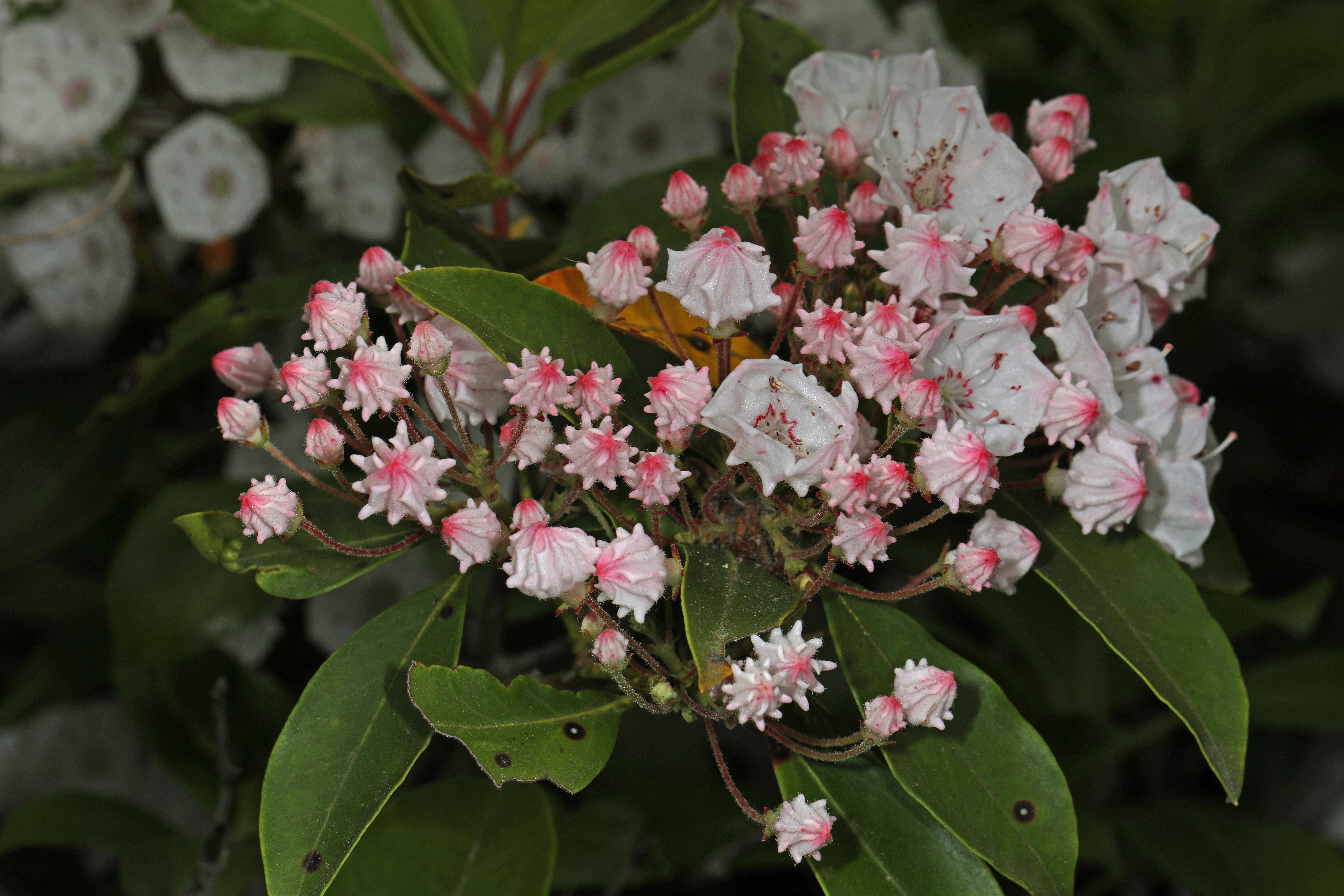 Mountain Laurel (Kalmia latifolia) shrub in full bloom showing abundant clusters of pink and white flowers against glossy evergreen foliage