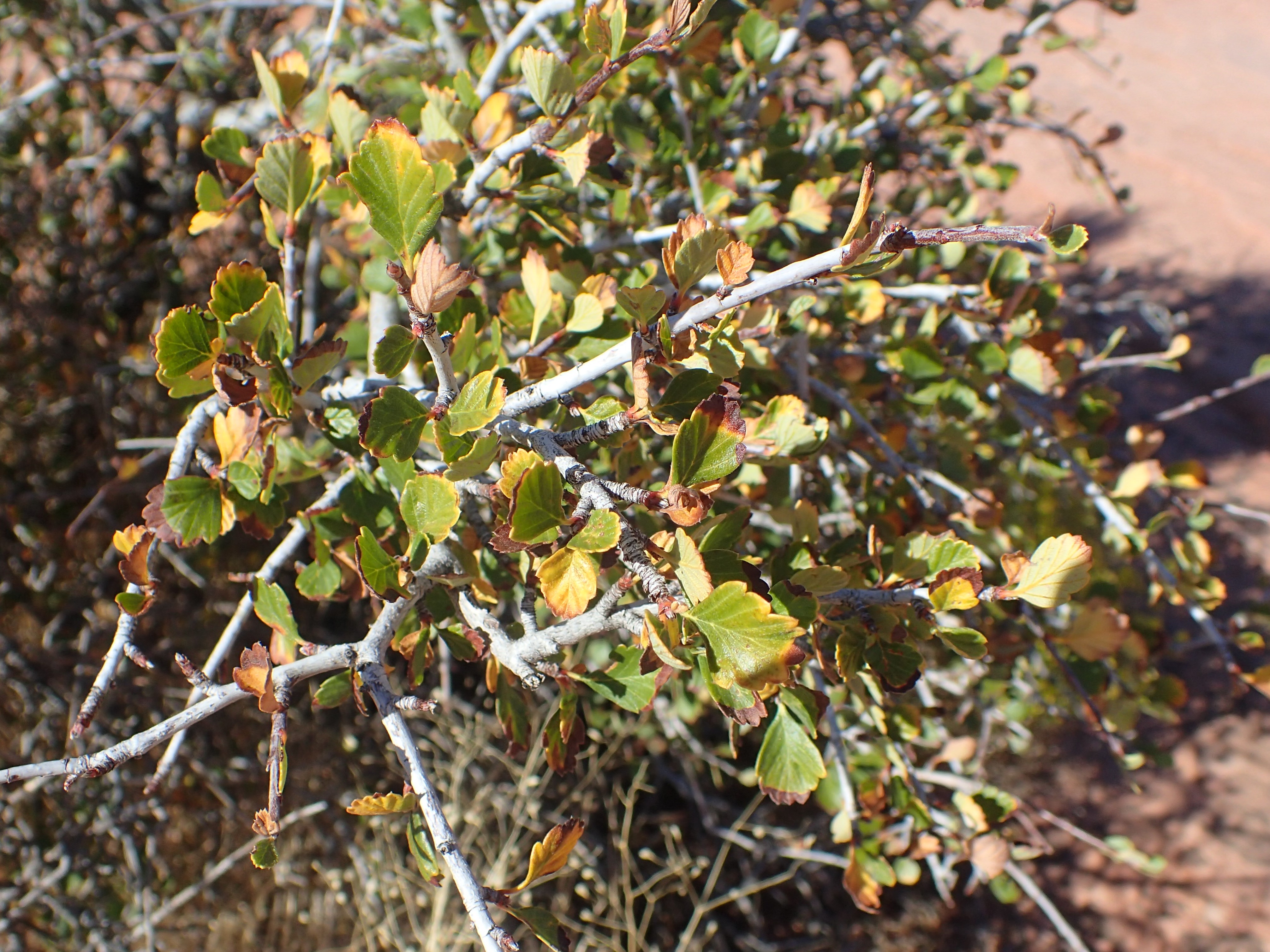 Mountain Mahogany (Cercocarpus montanus) shrub with white-pink blossoms and characteristic feathery seed plumes