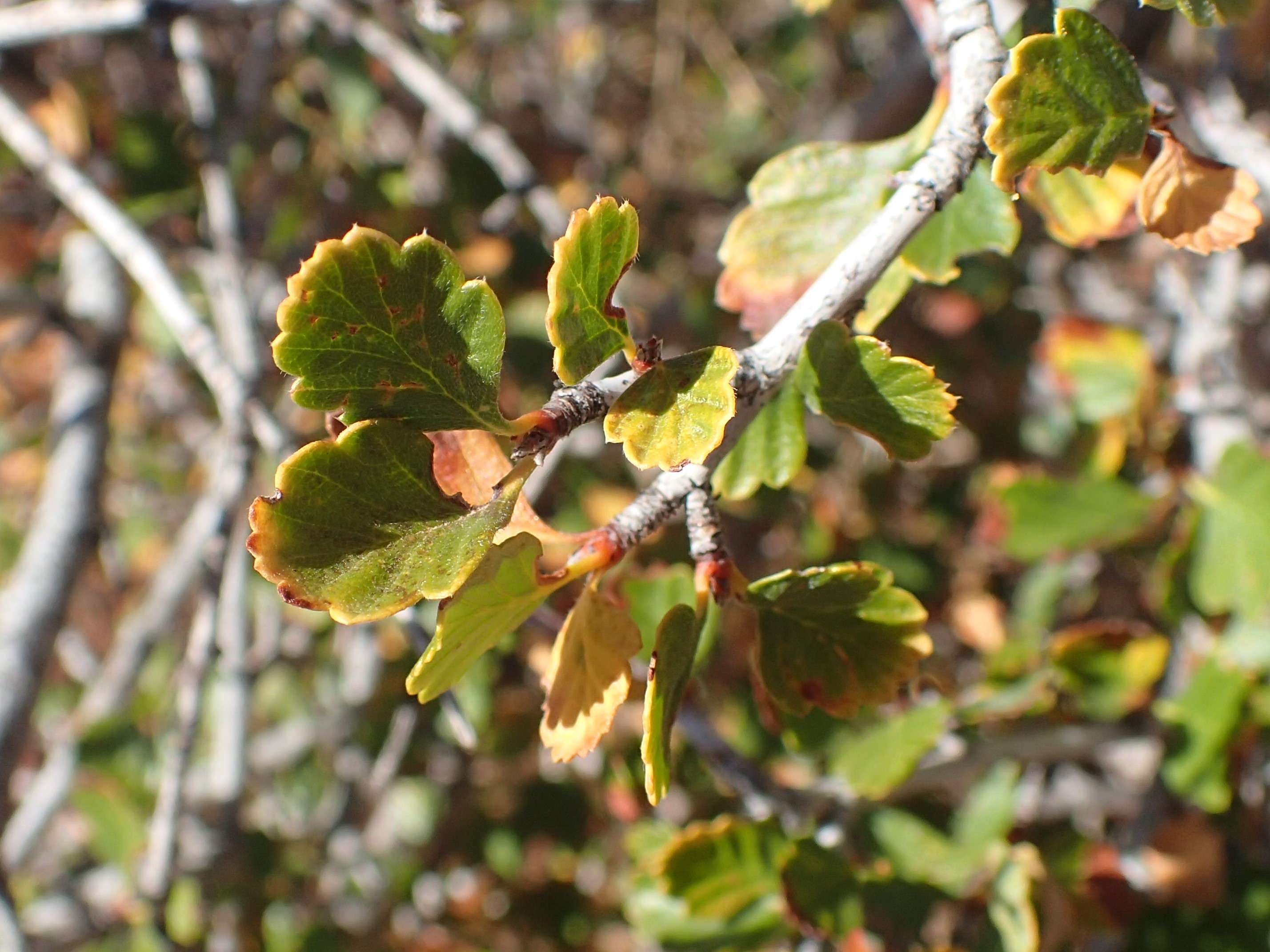 Mountain Mahogany (Cercocarpus montanus) feathery silver seed plumes covering the shrub in late summer