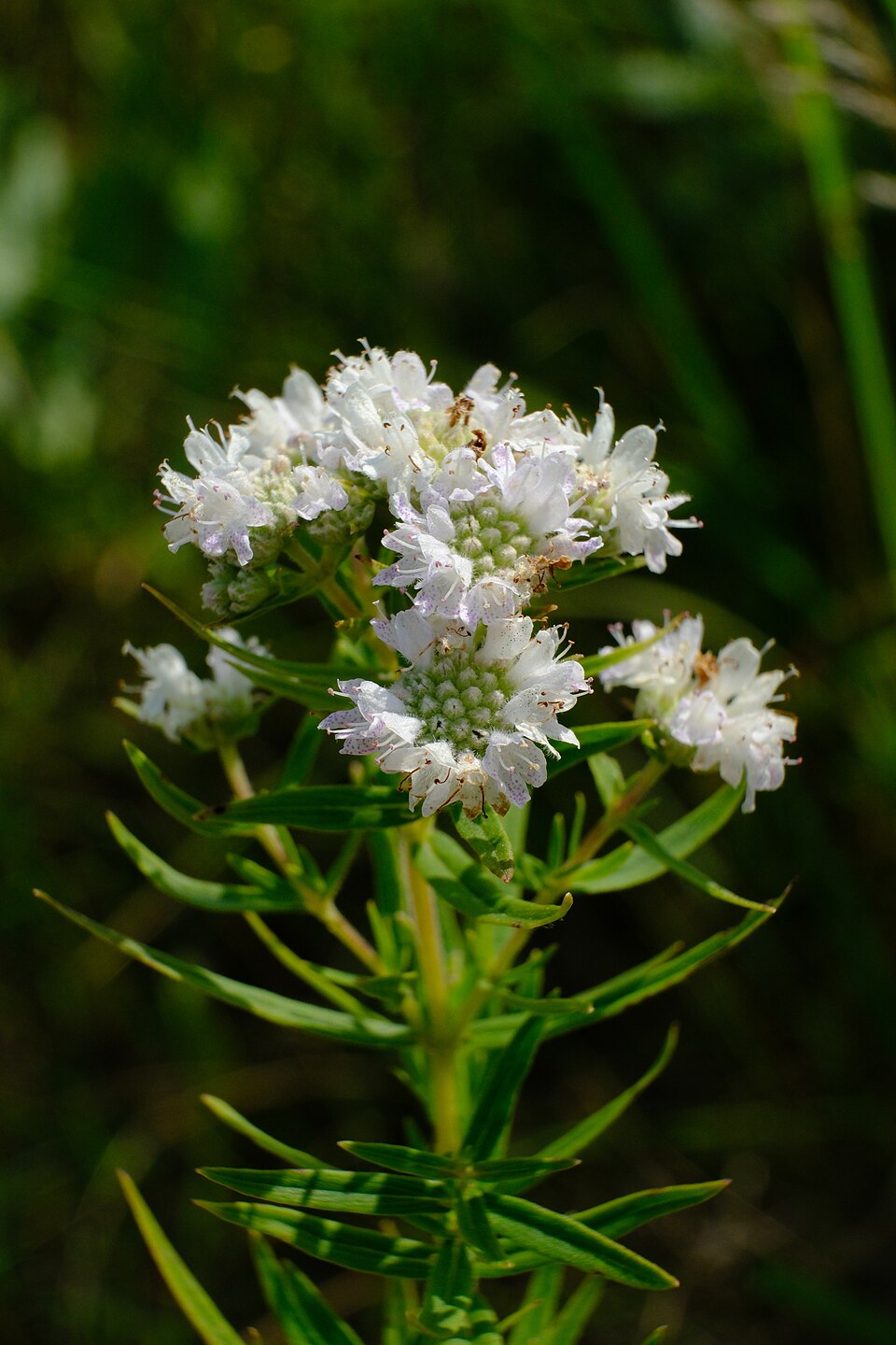 Mountain Mint (Pycnanthemum virginianum) - PlantNative.org Mountain Mint (Pycnanthemum virginianum) showing square stems, opposite leaves, and branching structure typical of the mint family