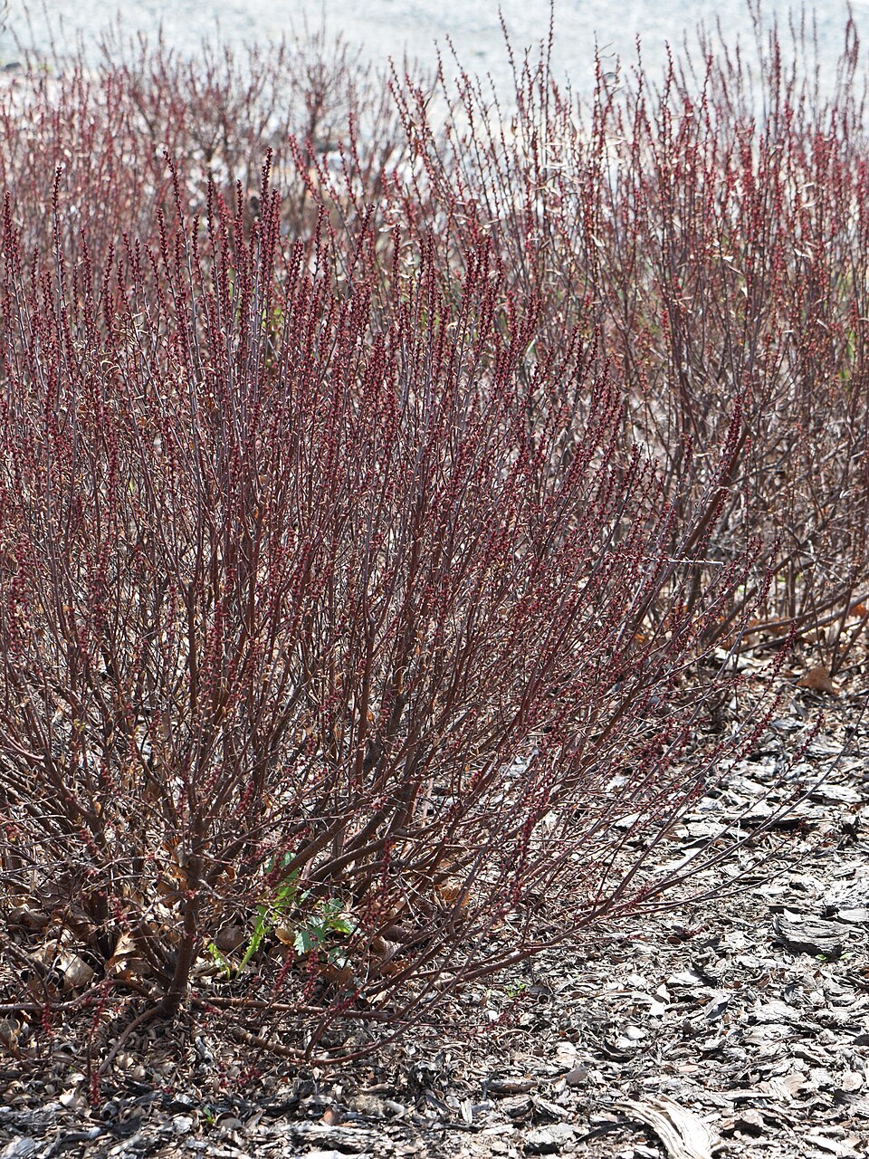 Sweetgale (Myrica gale) - PlantNative.org Sweetgale (Myrica gale) aromatic dark green foliage and catkins growing along a wetland margin