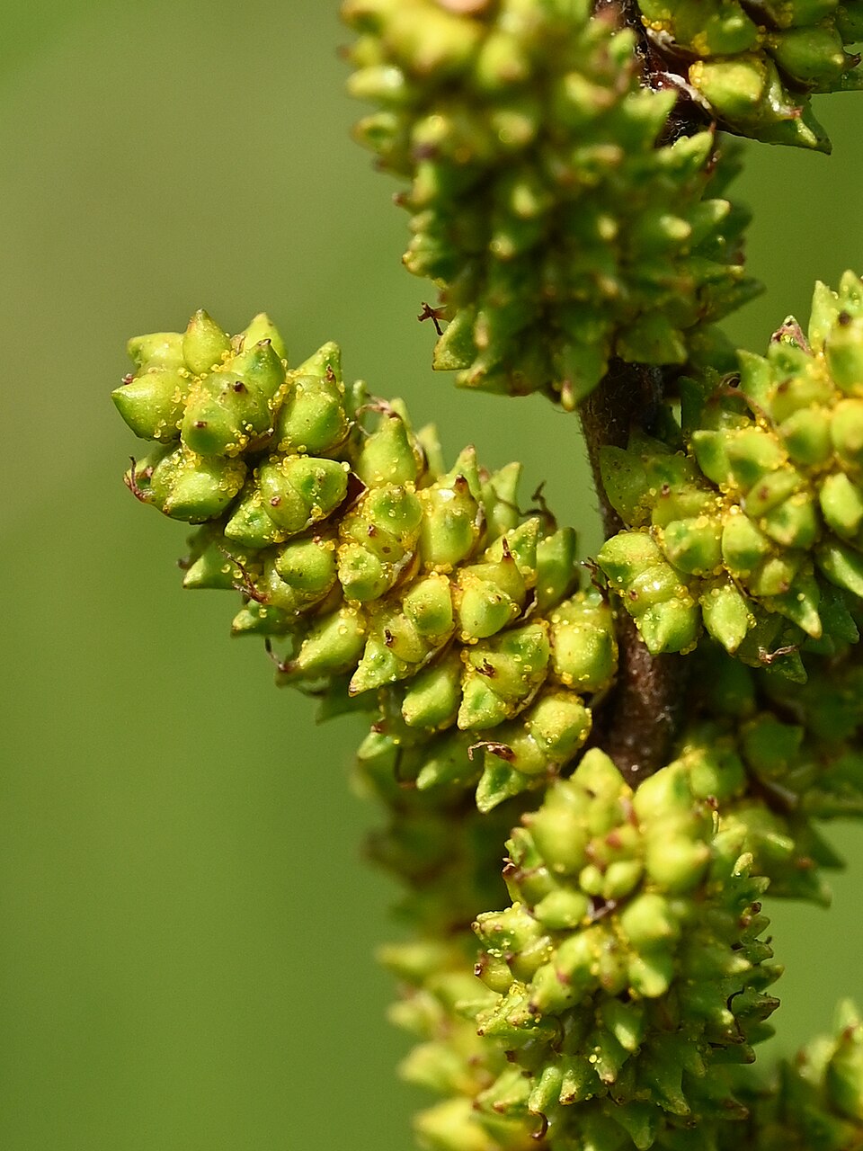 Sweetgale (Myrica gale) - PlantNative.org Sweetgale (Myrica gale) dense bushy form with dark green leaves reflected in adjacent bog water