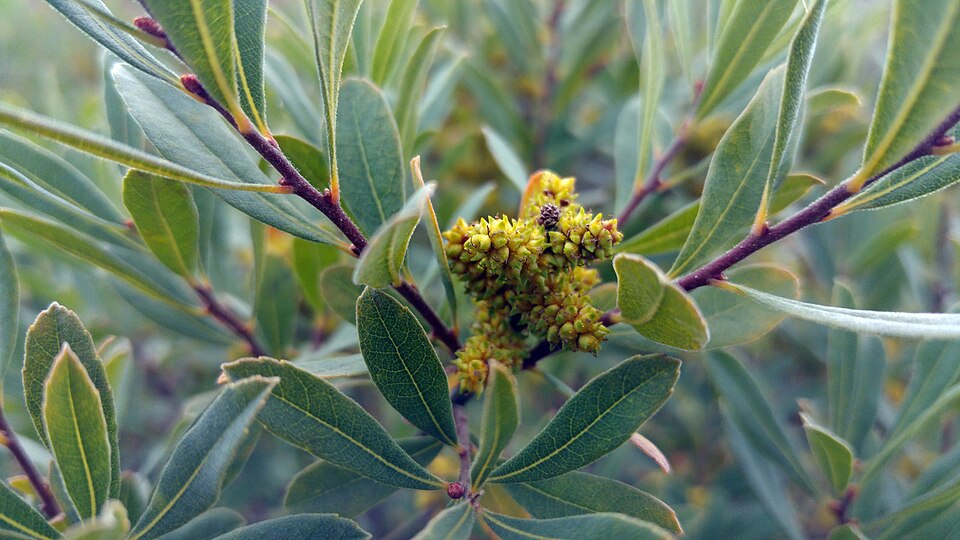 Sweetgale (Myrica gale) - PlantNative.org Sweetgale (Myrica gale) bog myrtle growing at a fen margin showing characteristic upright bushy habit