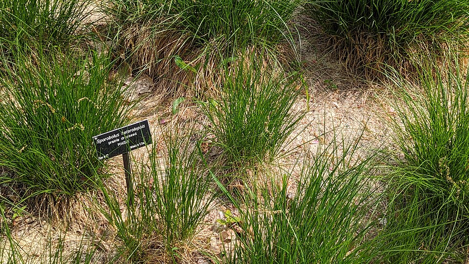 N. Prairie Dropseed (Sporobolus heterolepis)