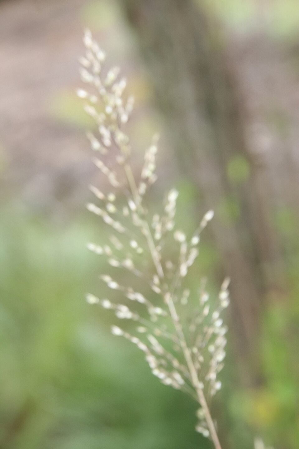 N. Prairie Dropseed (Sporobolus heterolepis) detail