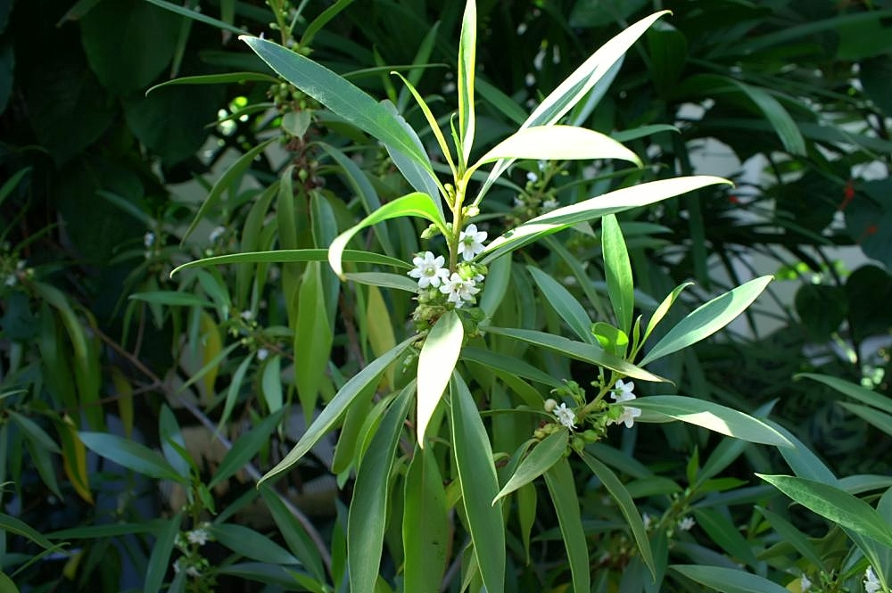 Naio (Myoporum sandwicense) foliage and branches — showing characteristic narrow, glossy leaves