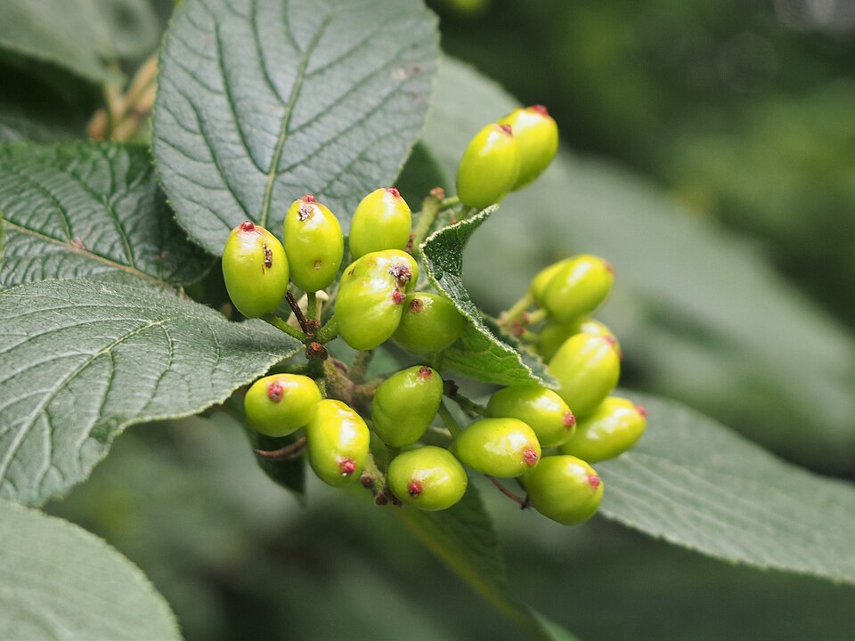 Nannyberry (Viburnum lentago) showing clusters of dark blue-black berries hanging from branches with green leaves
