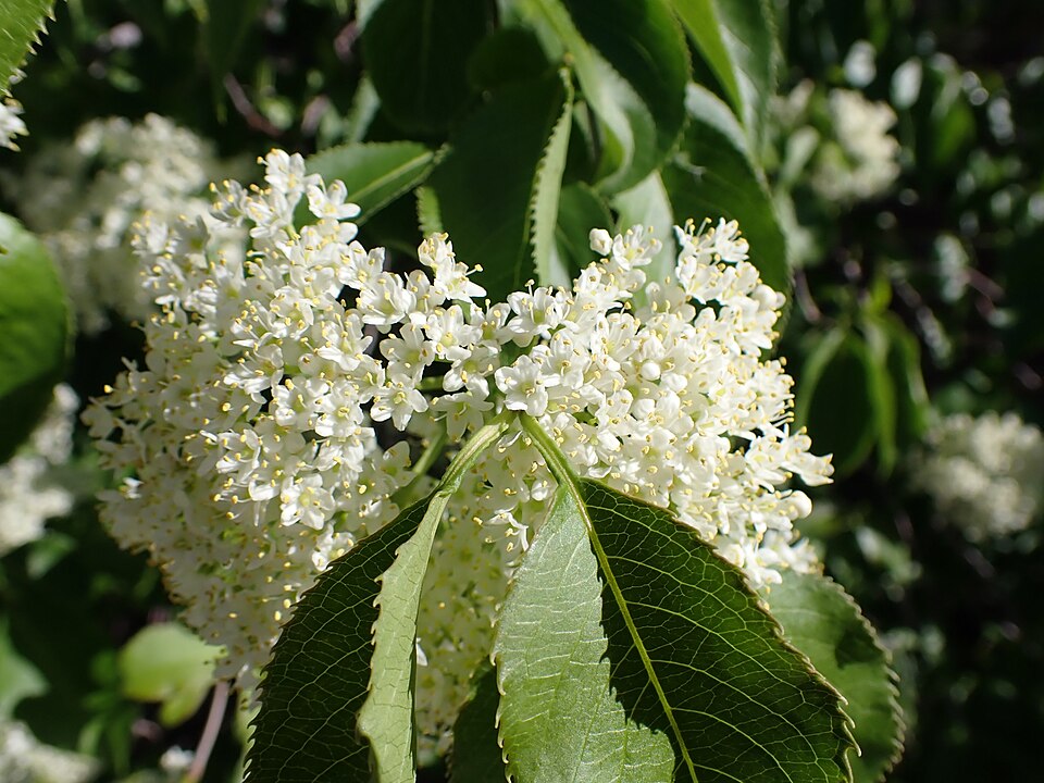 Nannyberry (Viburnum lentago) shrub showing characteristic upright growth habit with dense foliage and branching structure