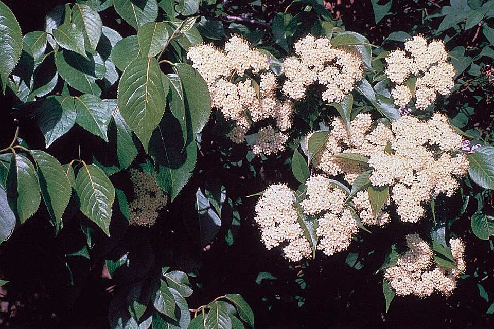 Nannyberry (Viburnum lentago) showing characteristic white flower clusters and glossy green foliage