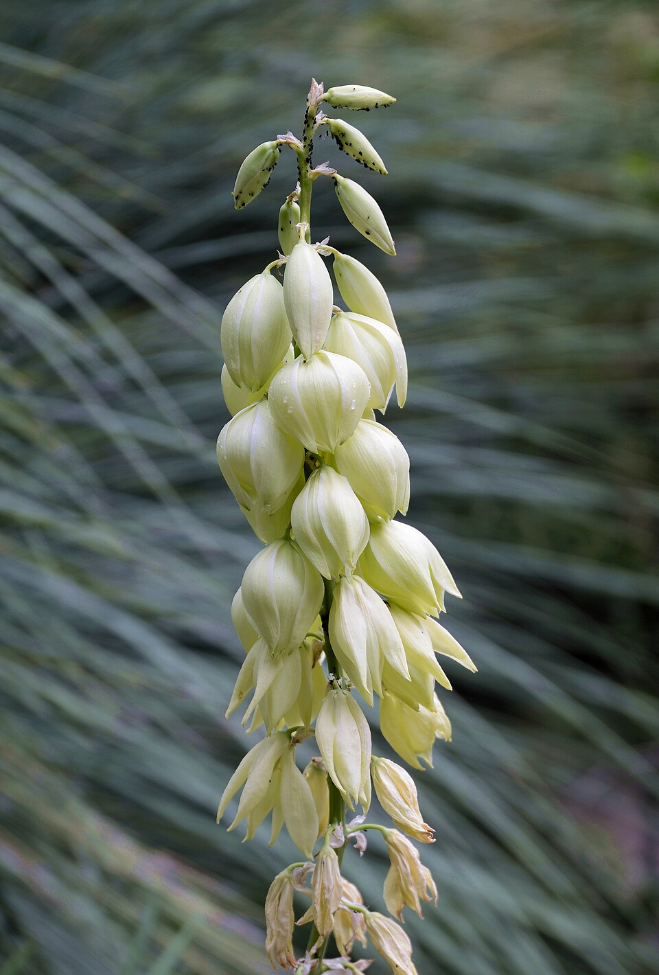 Narrowleaf Yucca (Yucca glauca) showing tall flower spike densely packed with creamy white bell-shaped flowers