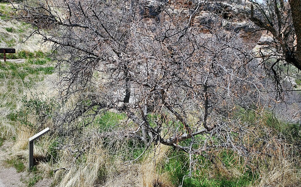 Netleaf Hackberry (Celtis reticulata) showing distinctive rough-textured leaves with prominent netted veins and reddish-orange berries