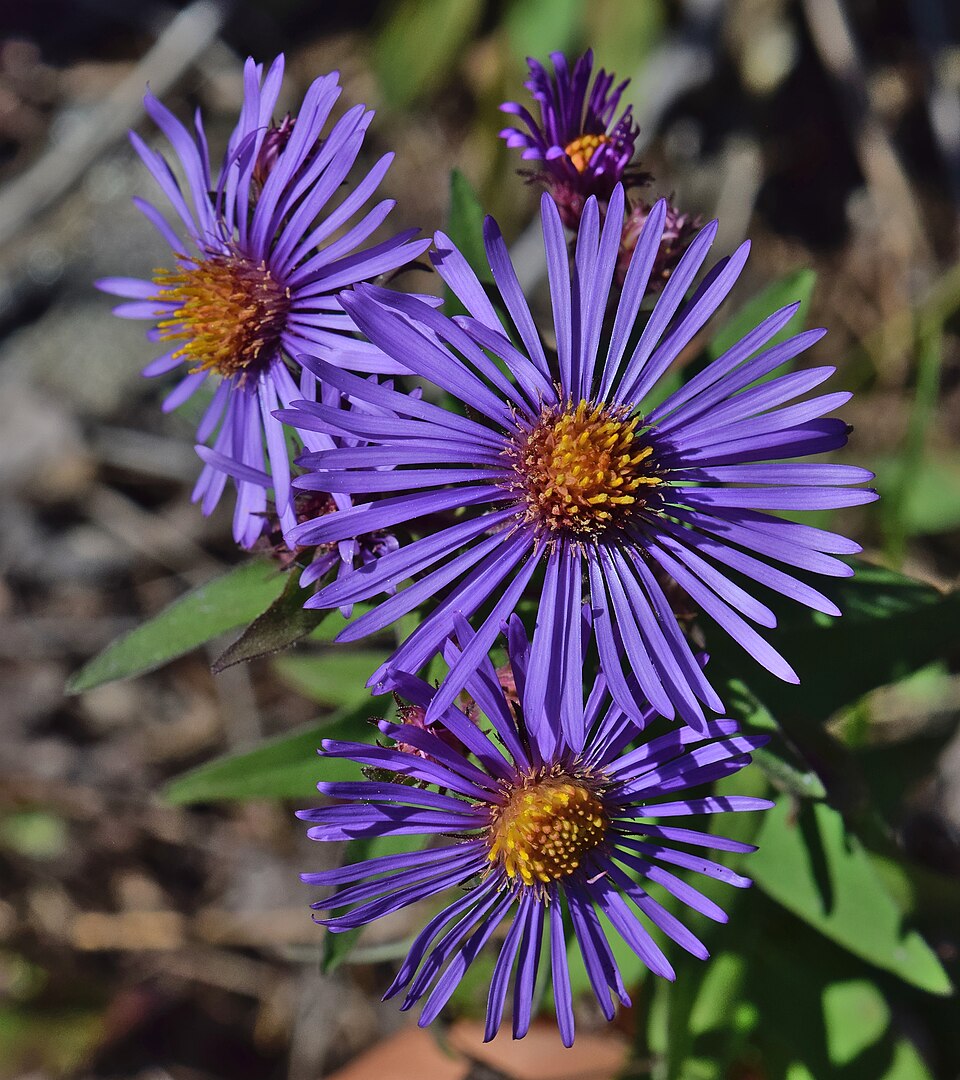New England Aster (Aster novae-angliae) - PlantNative.org New England Aster (Aster novae-angliae) displaying vibrant purple daisy-like flowers with yellow centers