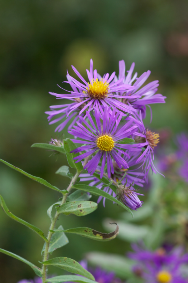 New England Aster (Aster novae-angliae) - PlantNative.org New England Aster (Aster novae-angliae) growing in natural meadow habitat showing full plant structure