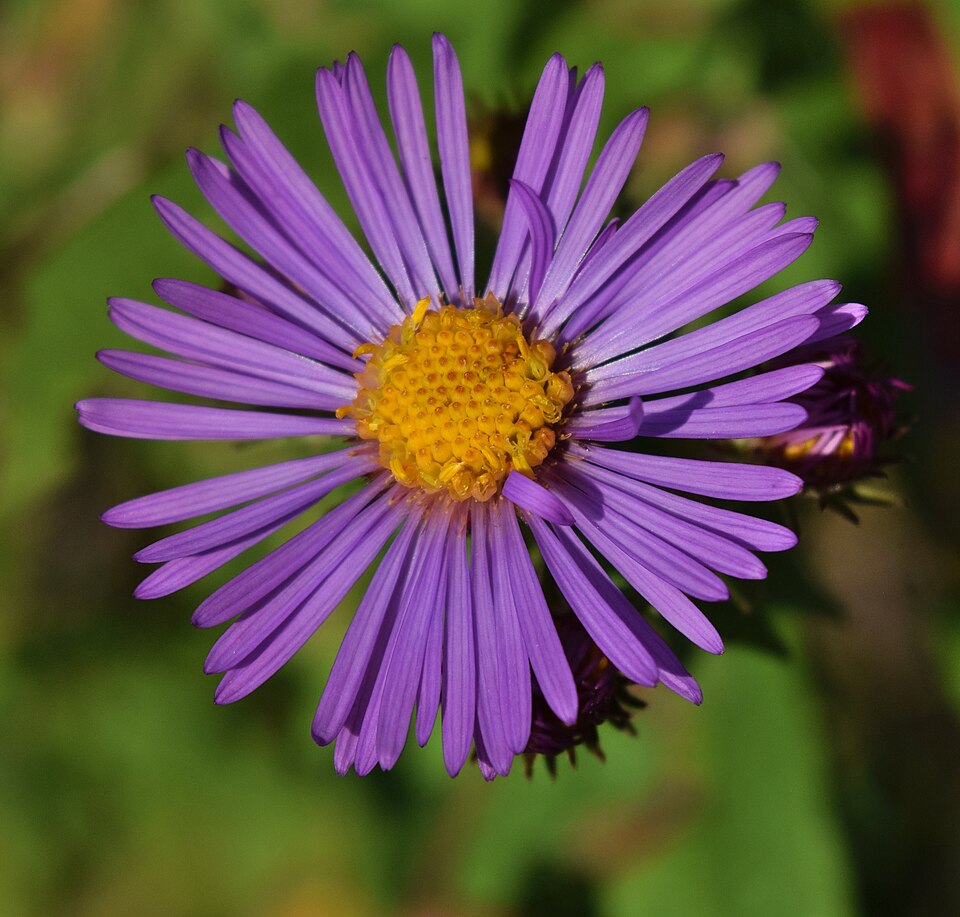 New England Aster (Aster novae-angliae) - PlantNative.org New England Aster (Aster novae-angliae) flowers in close-up showing purple ray petals and yellow disc centers